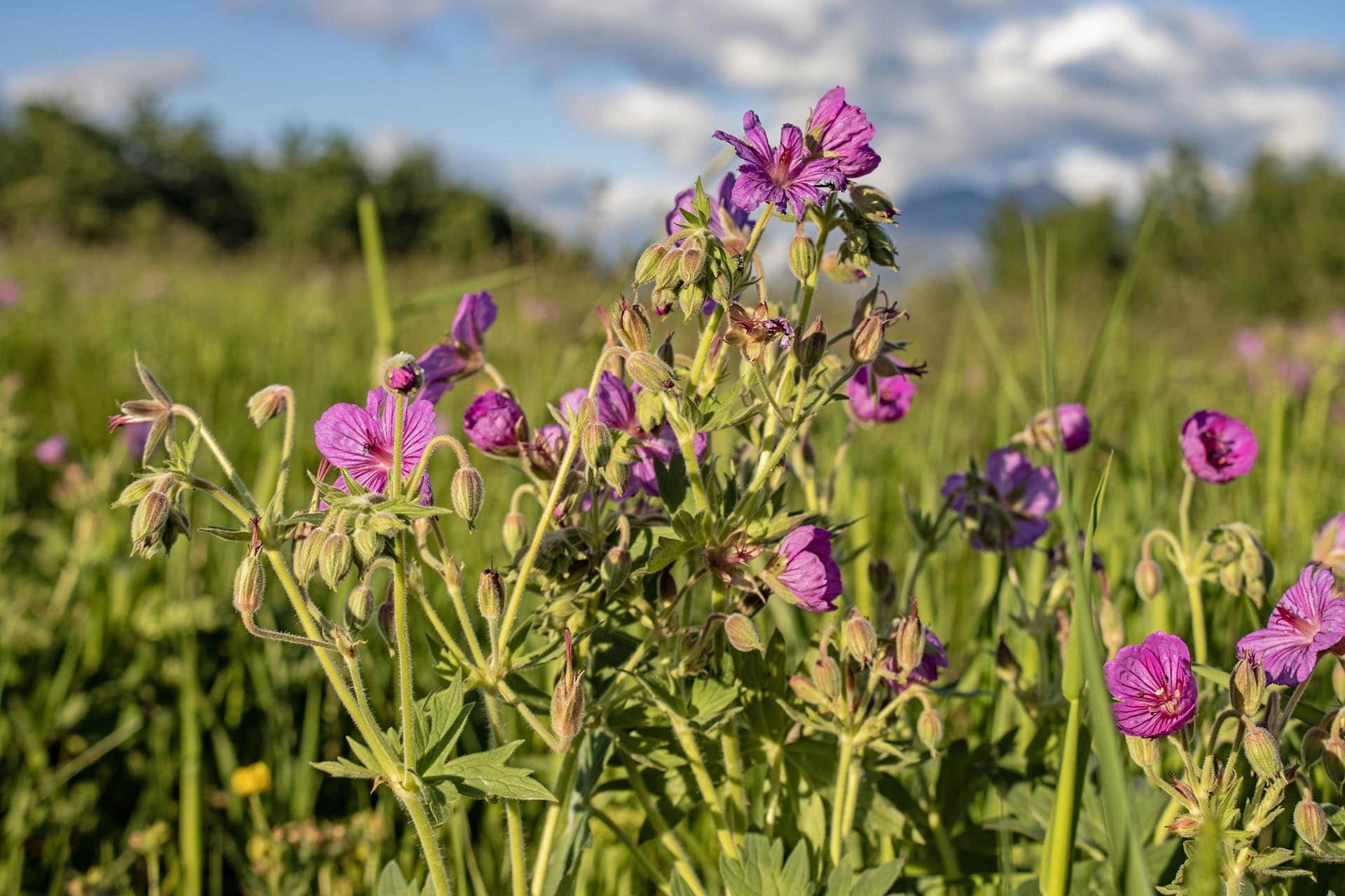 wildflower meadow land for sale montana st. mary overlook