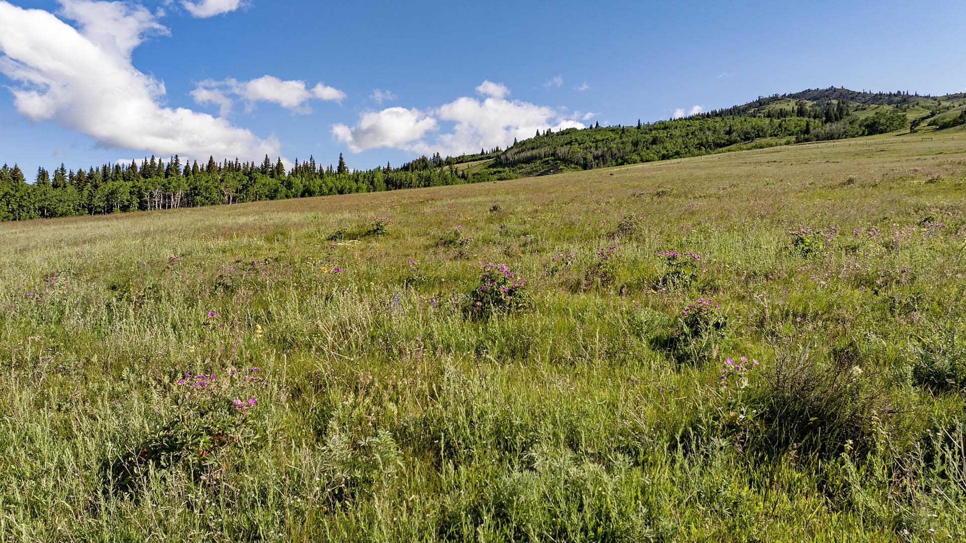 wildflower meadow land montana cutbank creek fishing retreat