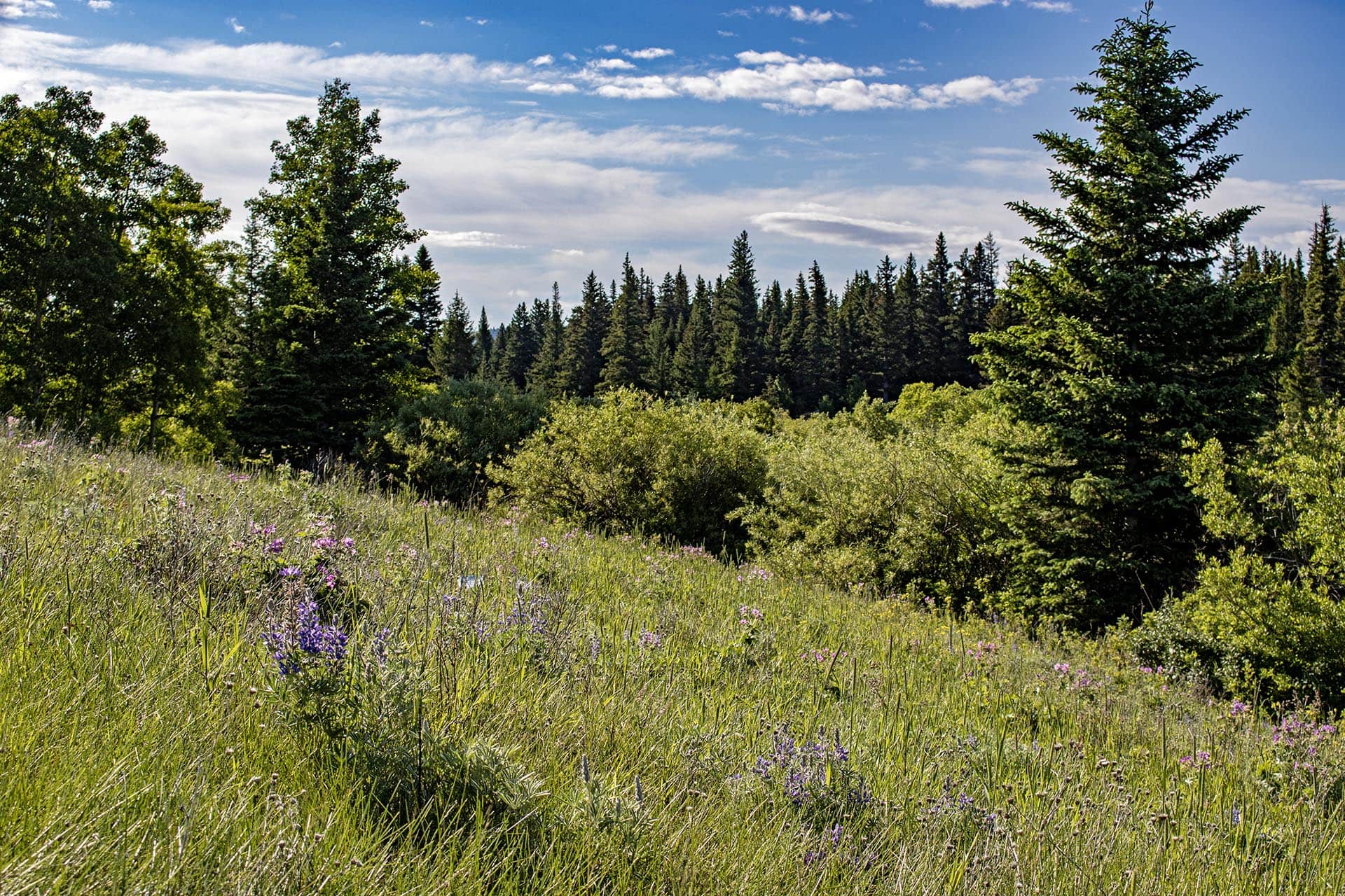 wildflower meadow land view montana cutbank creek fishing retreat