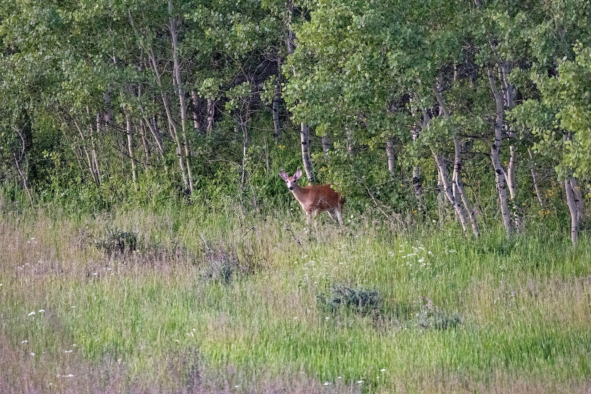 wildlife aspen forest land for sale montana st. mary overlook