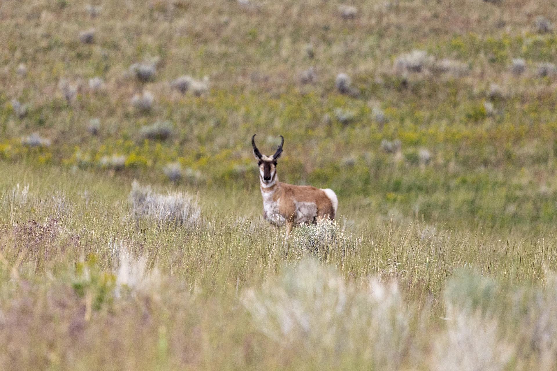wildlife viewing property with pronghorn land for sale montana spotted dog retreat