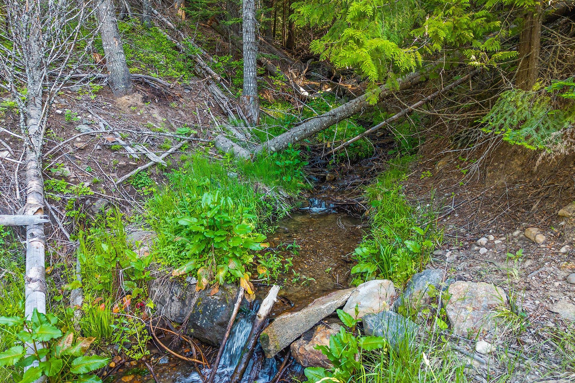 Forest stream winding through rocks and fallen logs, with dense green undergrowth and trees in the background.