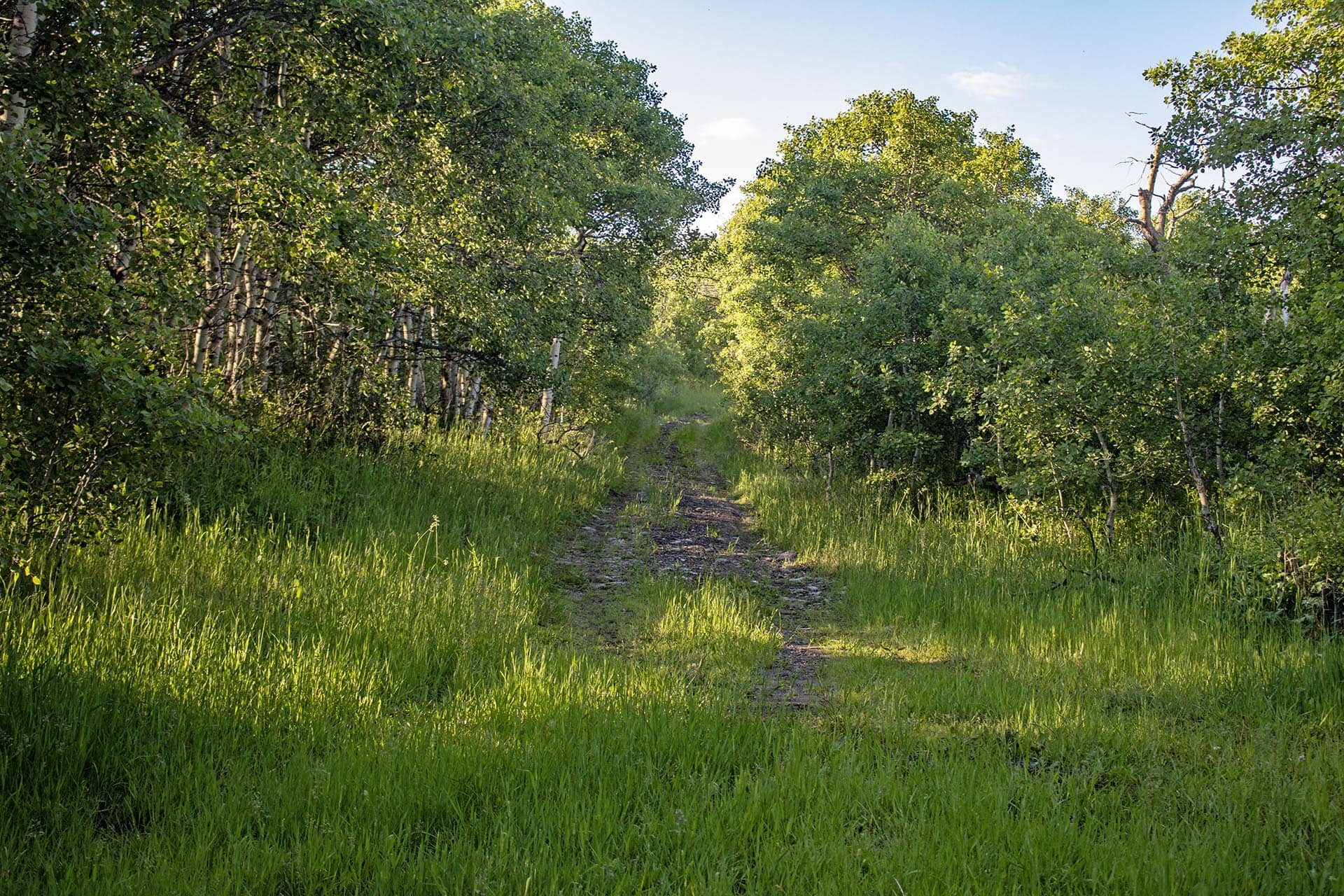 wooded recreational trail land for sale montana st. mary overlook