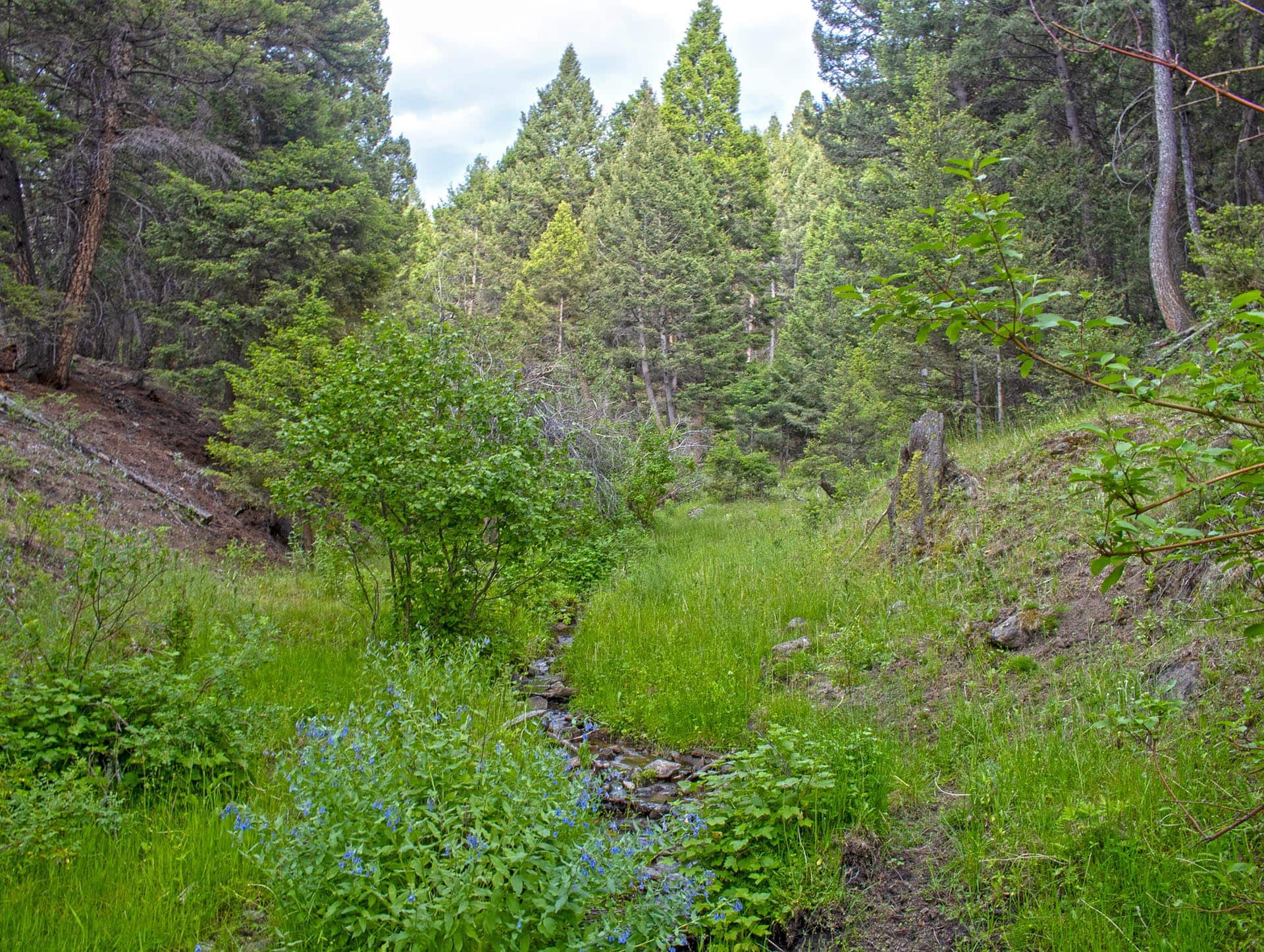 wooded valley stream land montana spotted dog retreat