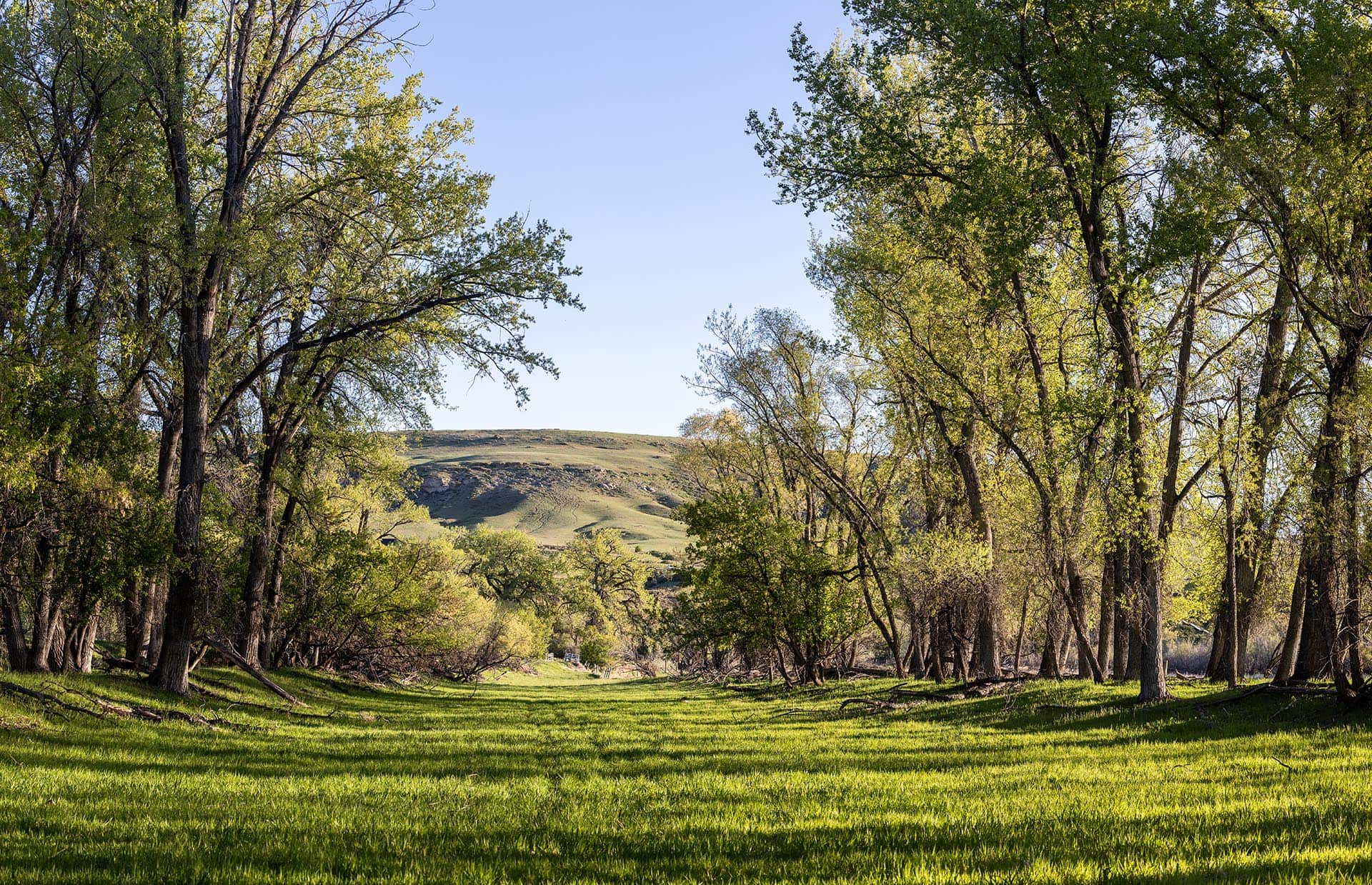 Sunlit grove of broadleaf trees framing a grassy clearing with a distant green hill under a clear blue sky.