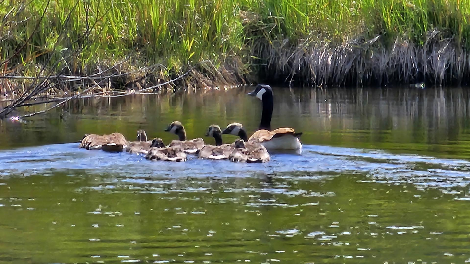 Geese on Pond Montana Willow Creek Reserve