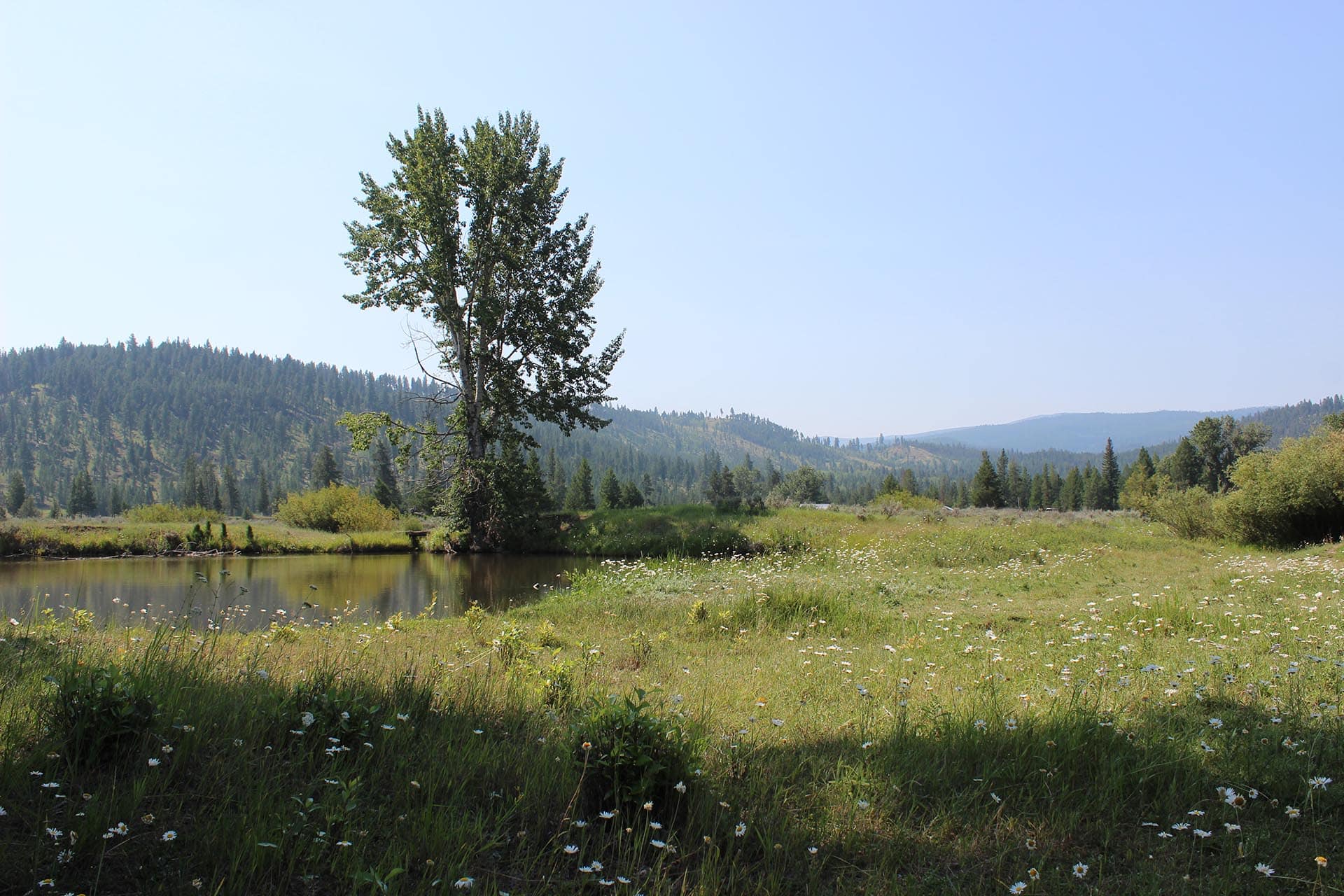 Open Wildflower Field Montana Willow Creek Reserve