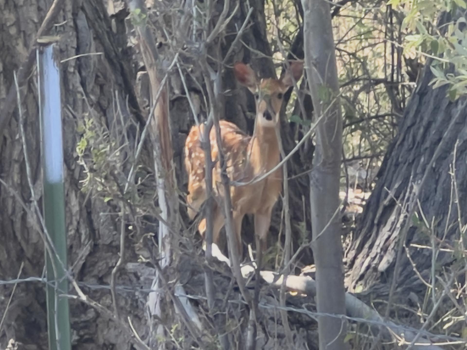 Deer standing among trees and brush, peering through branches toward the camera.