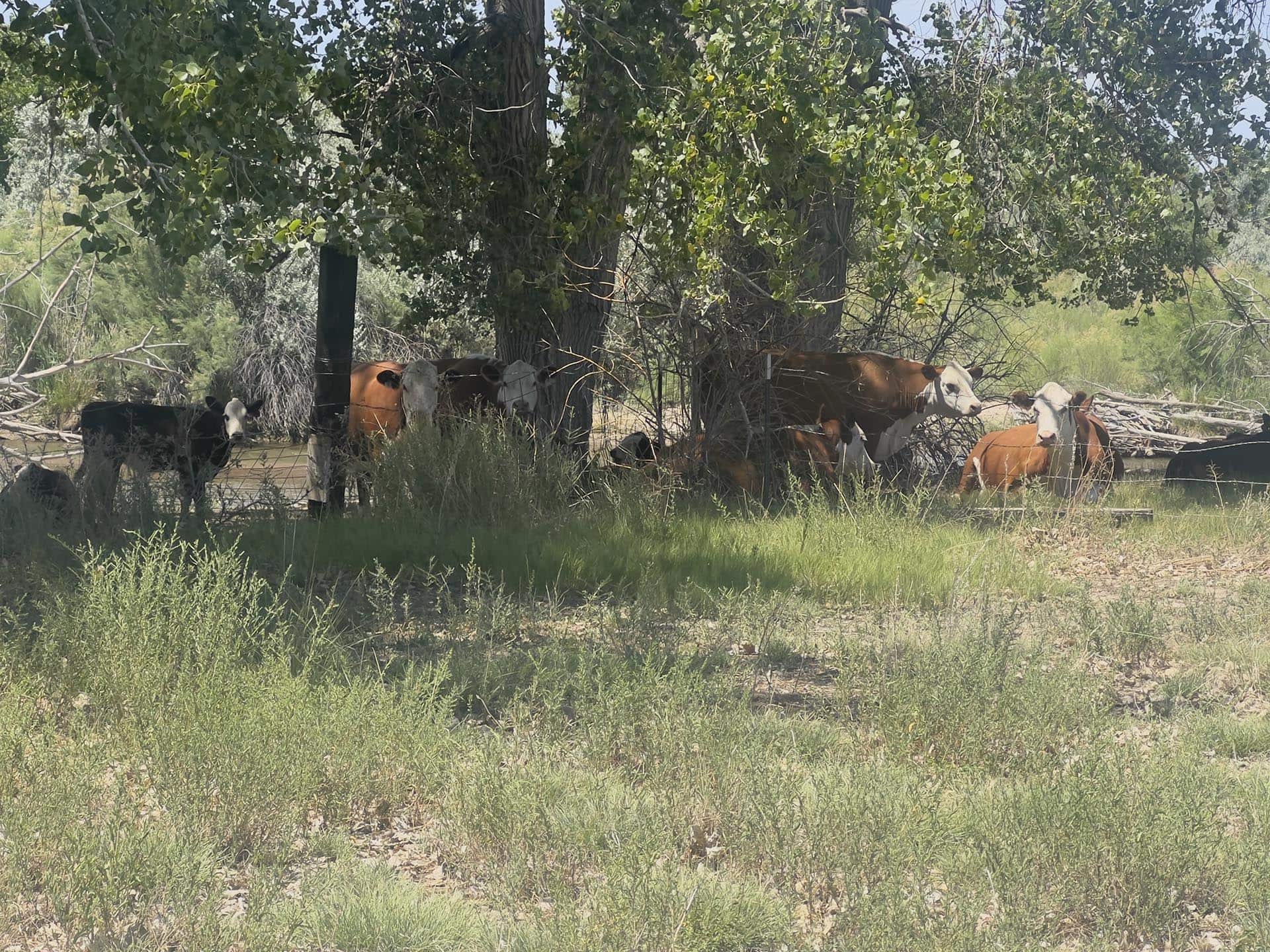 acreage for sale pueblo county colorado two rivers ranch