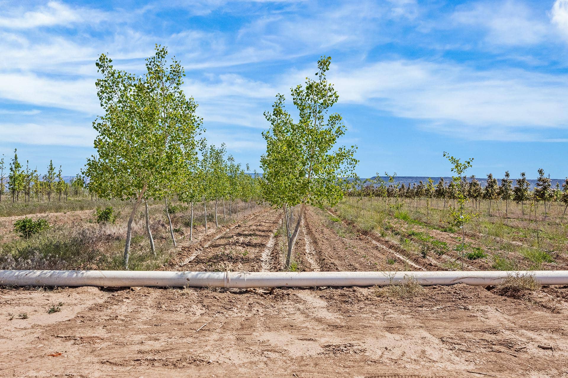 Rows of young trees in a field with a white irrigation pipe in the foreground under a blue sky