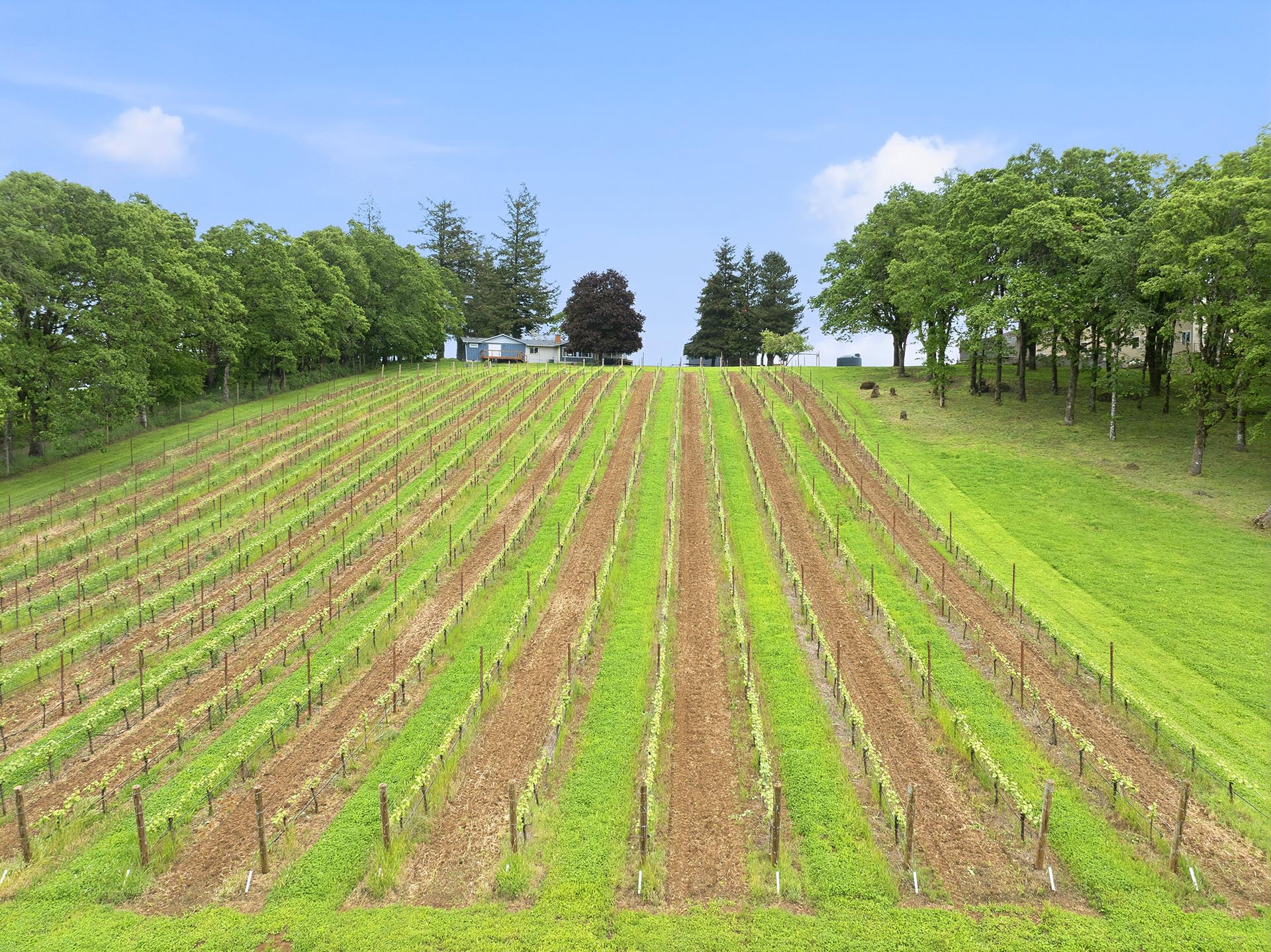 Vineyard on a gentle slope with evenly spaced rows of grapevines and a house at the hilltop.