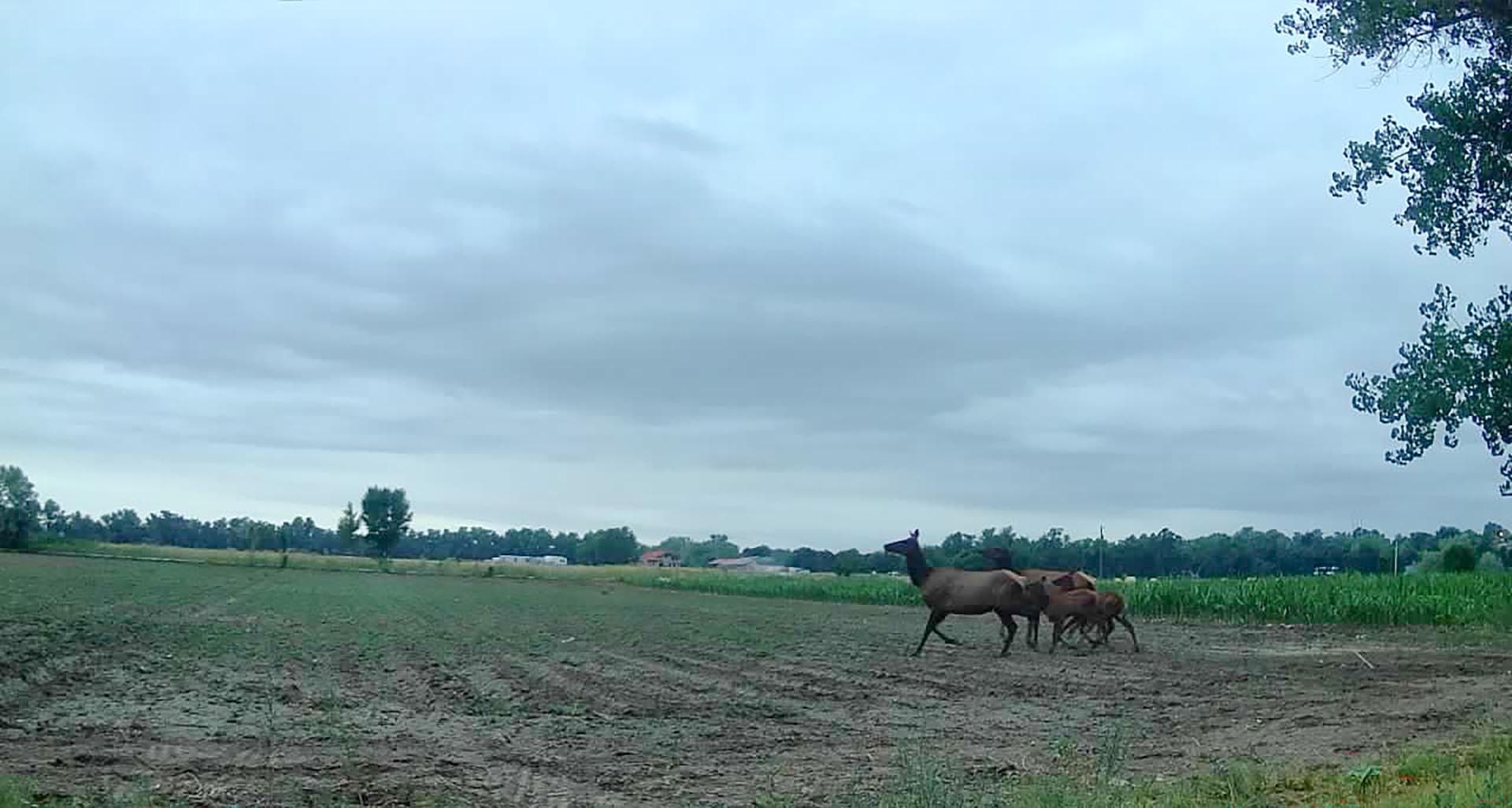 Three brown cows run across a muddy field with a distant tree line and overcast sky.