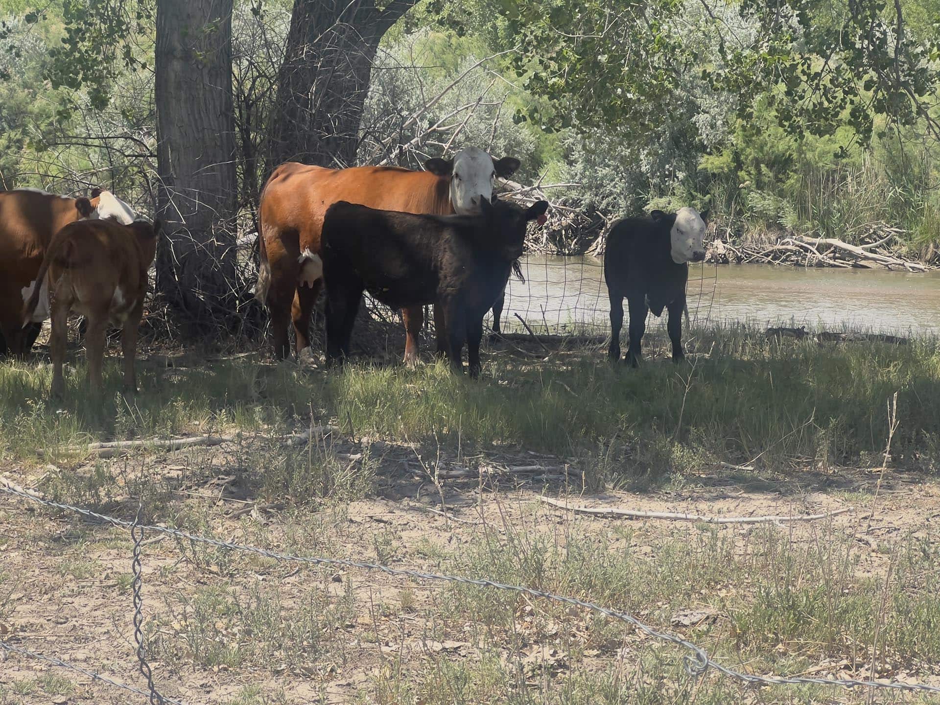 Cows standing under a tree by a calm riverbank in a grassy, sandy area; a barbed wire fence in the foreground.