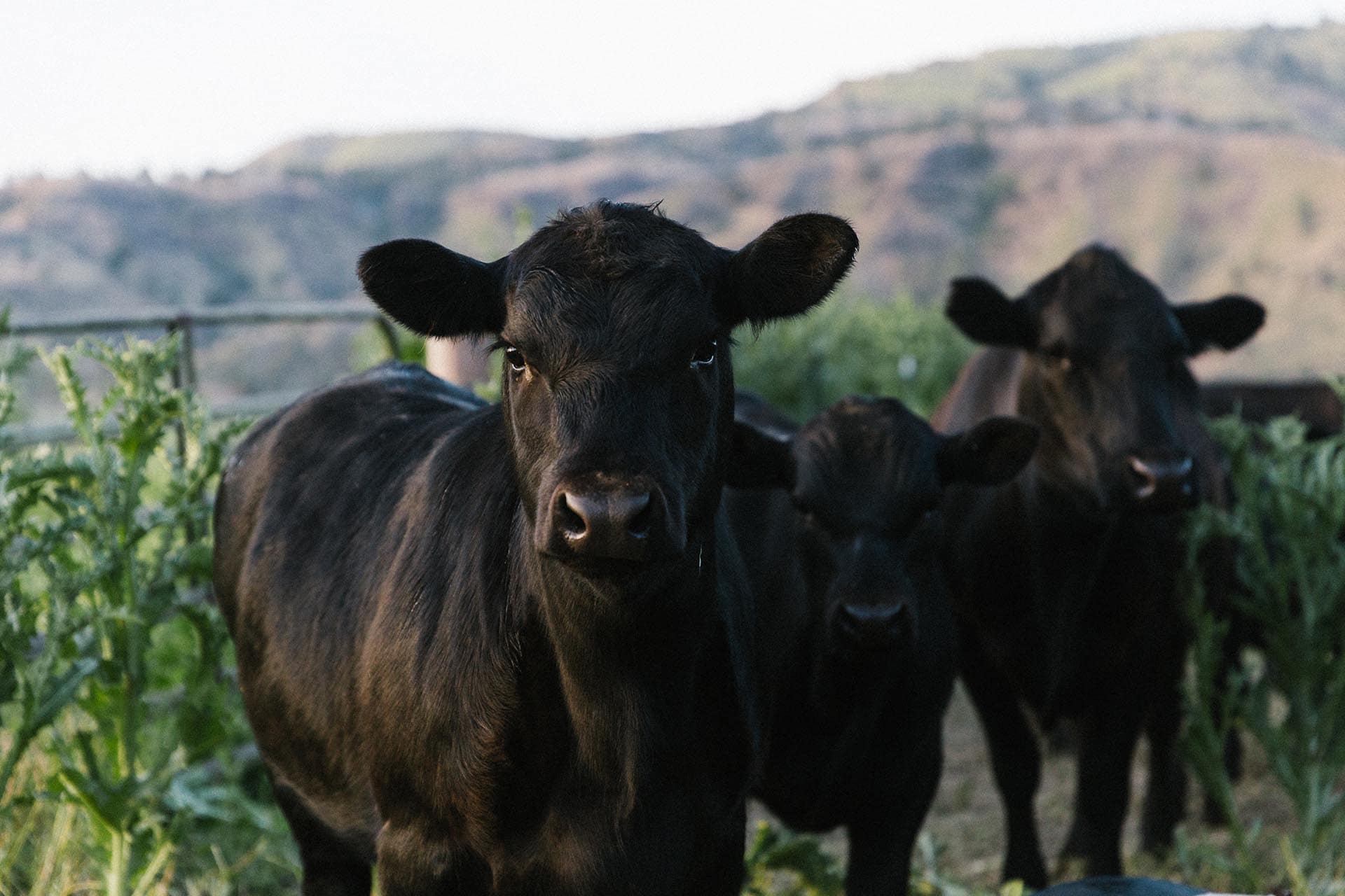 Close-up of a black cow facing the camera in a grassy field, with other cows and distant hills in the background.