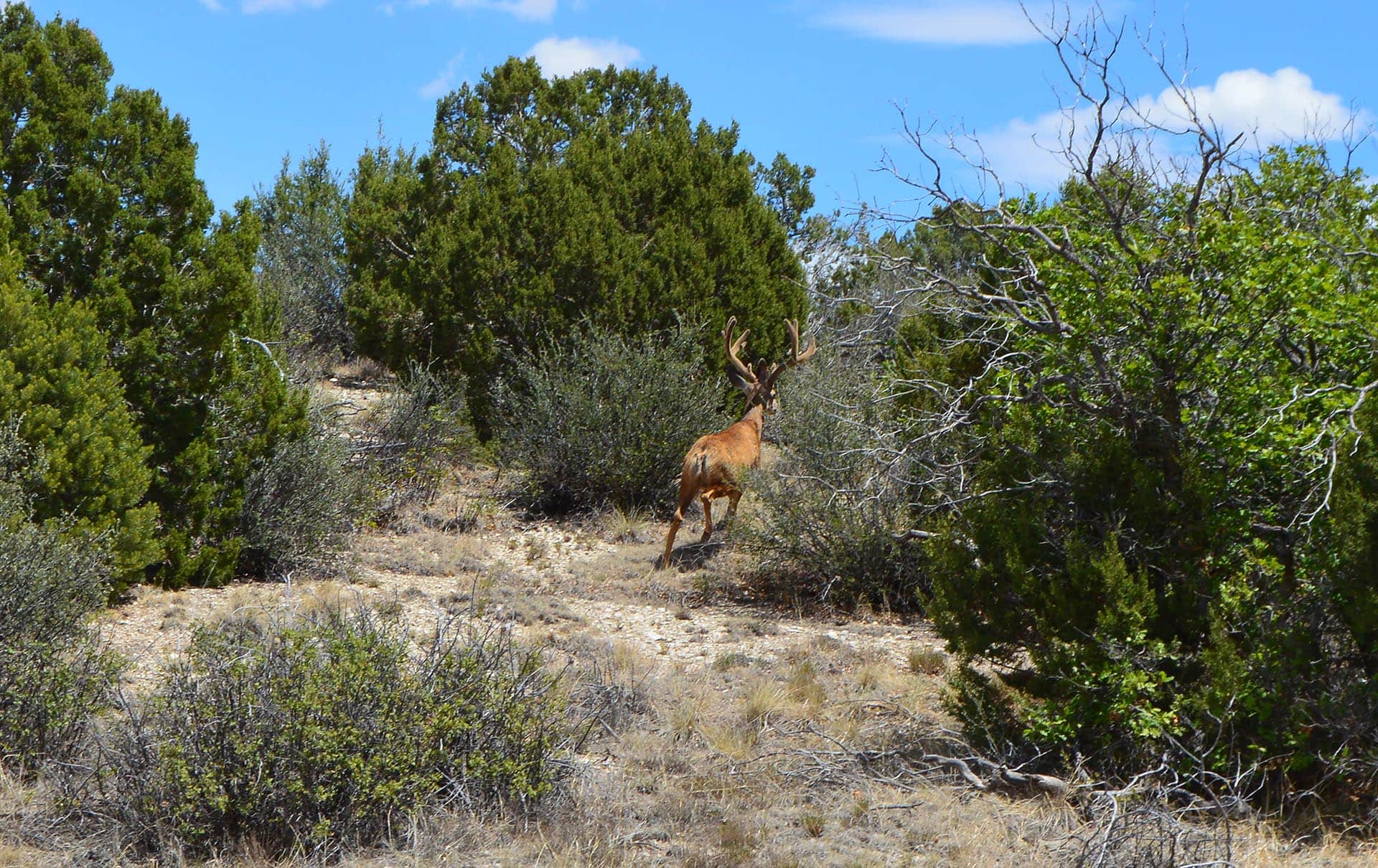 buy hunting land in co colorado 6 s ranch