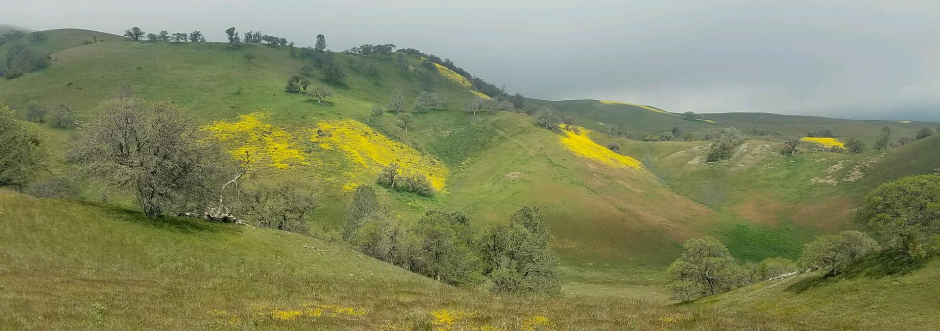 california cattle grazing land for sale gorman post ranch