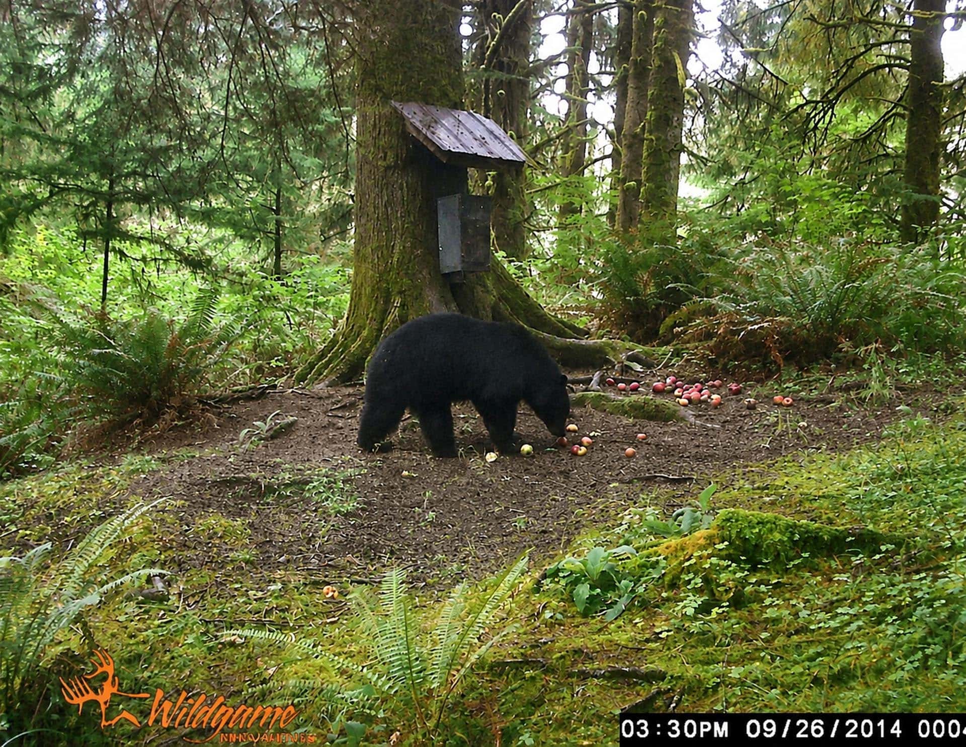 camping and recreation land washington tall timber on willapa ridge