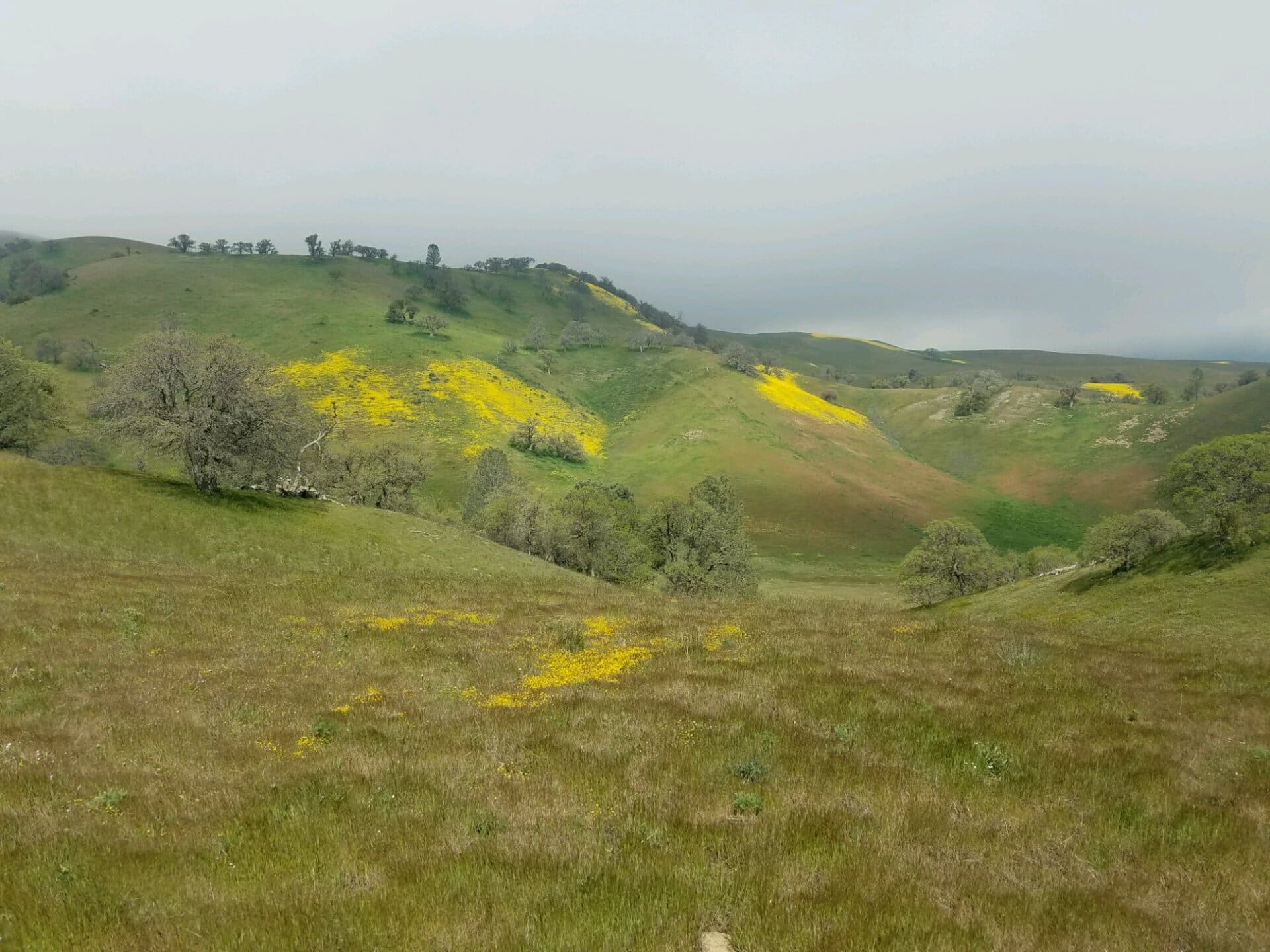 cattle grazing land for sale california gorman post ranch