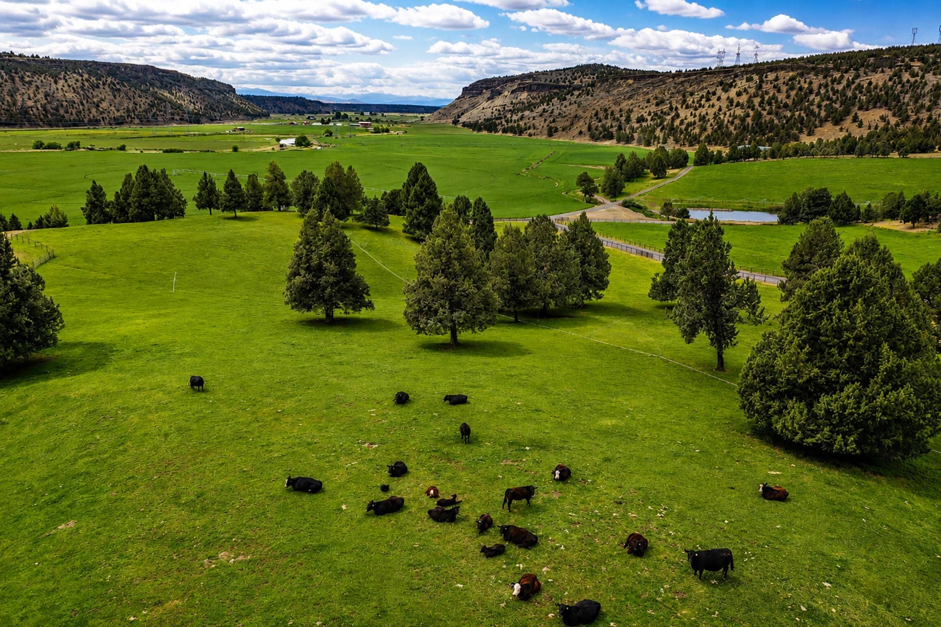 cattle oregon crooked river legacy ranch