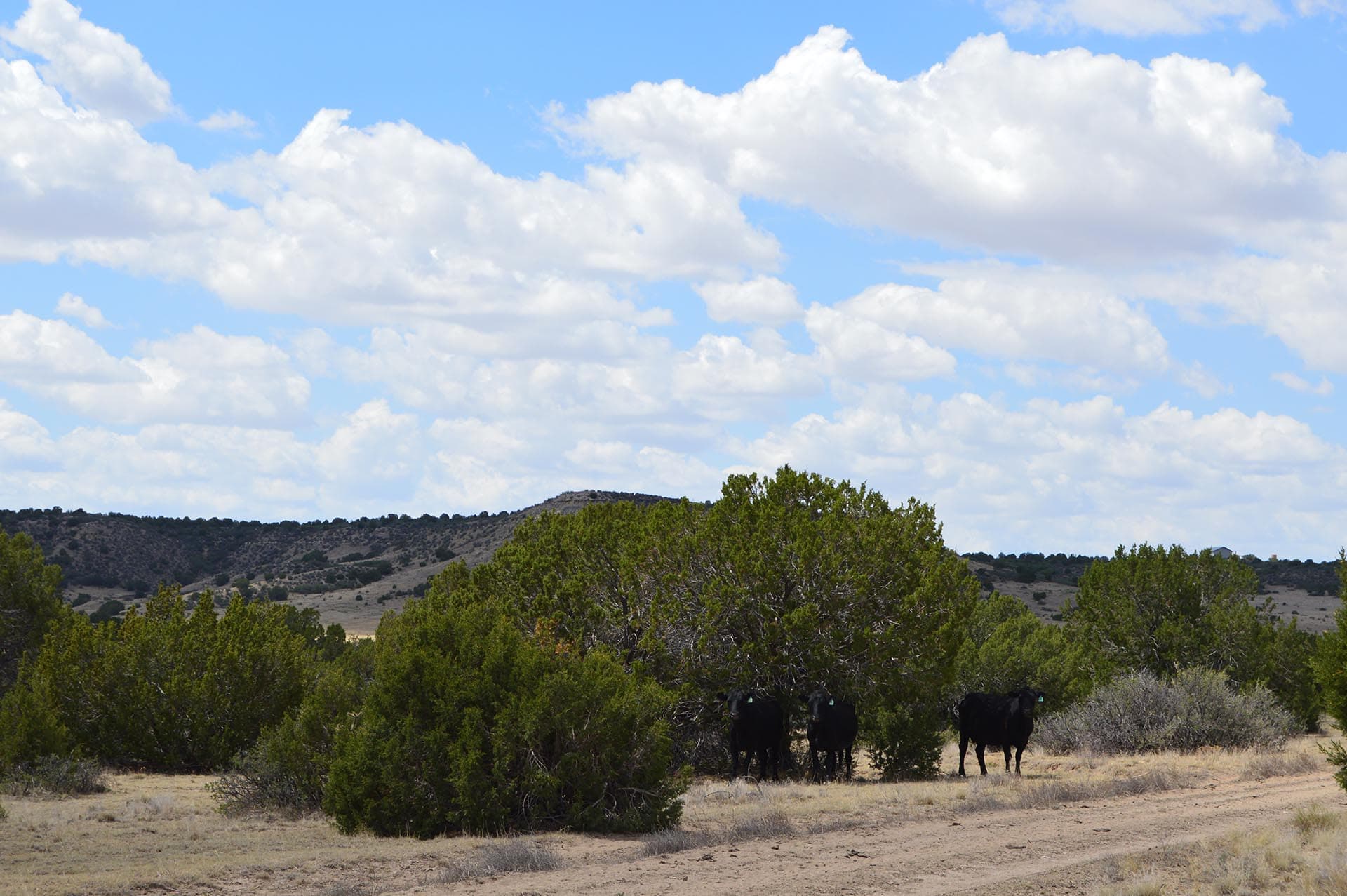 cattle ranch for sale colorado 6 s ranch