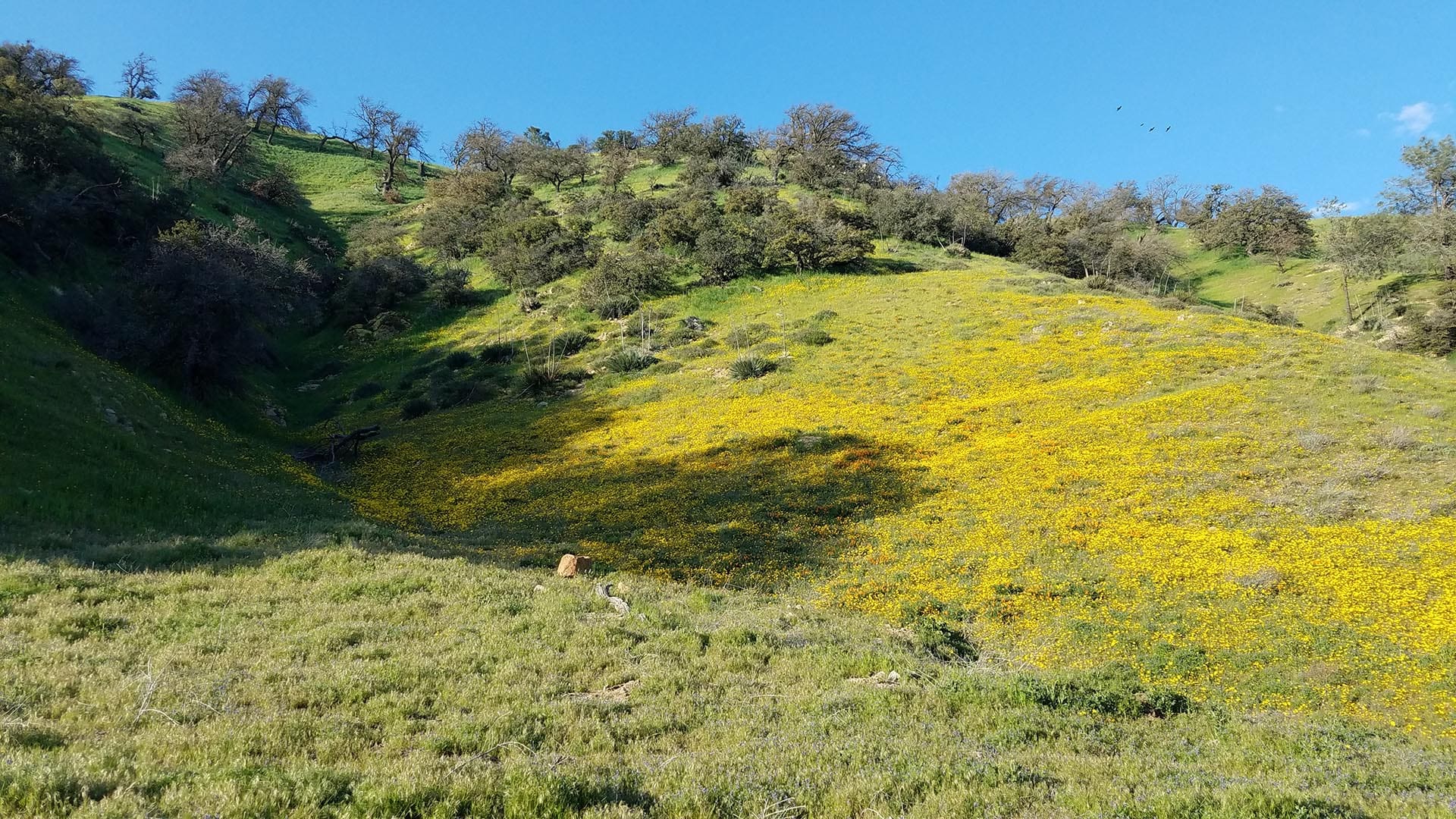 cattle ranch for sale los angeles county california gorman post ranch