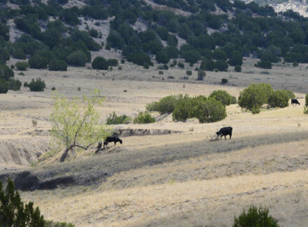 colorado cattle ranch 6 s ranch