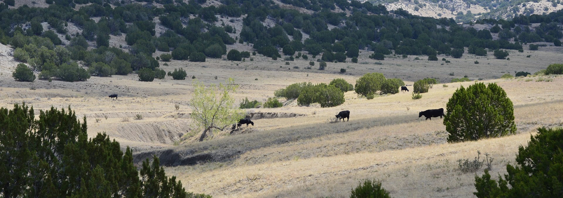 colorado cattle ranch 6 s ranch