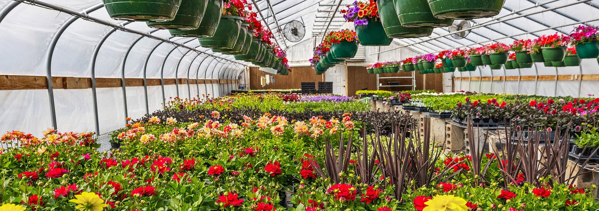 Inside a greenhouse with colorful flowers arranged in rows under a curved plastic roof and hanging baskets above.