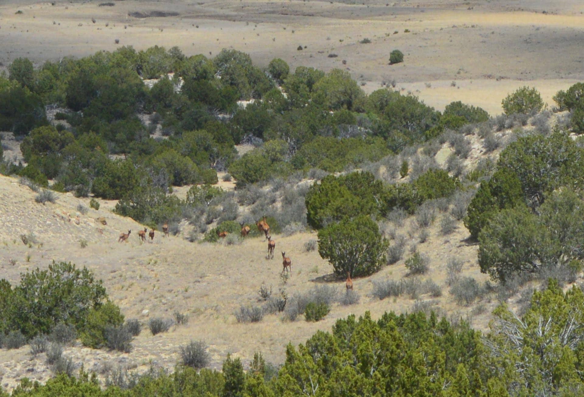colorado mule deer hunting ranch co colorado 6 s ranch