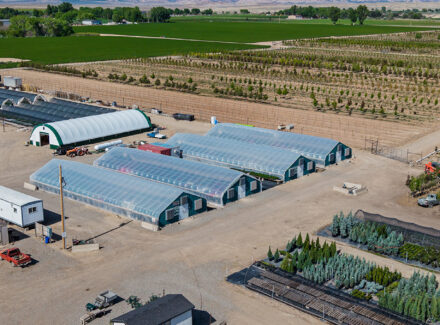 colorado nursery for sale valley grown nursery