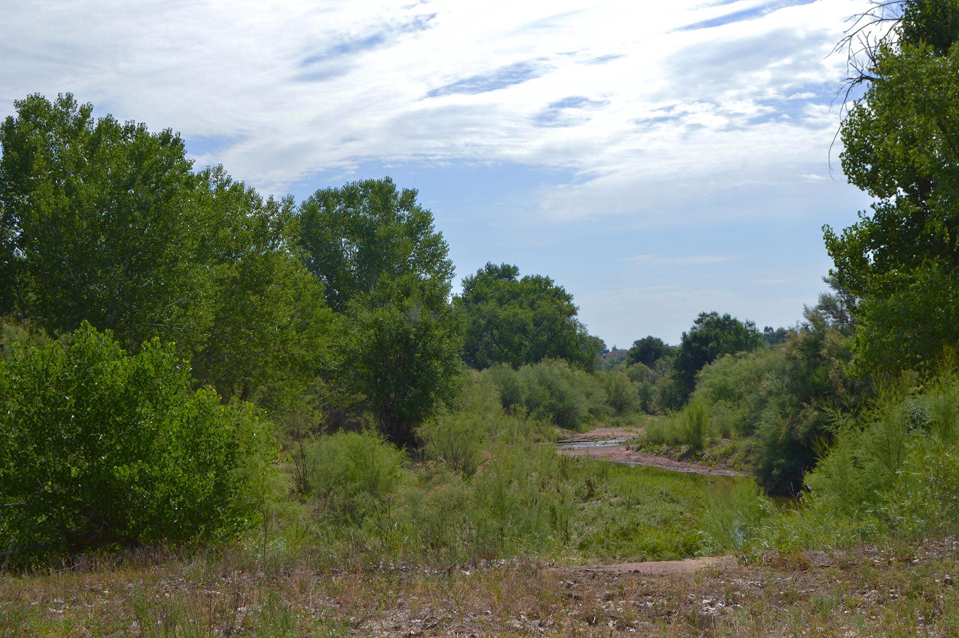 Open woodland scene with green trees, scrubby brush, and a dirt path under a blue sky with wispy clouds