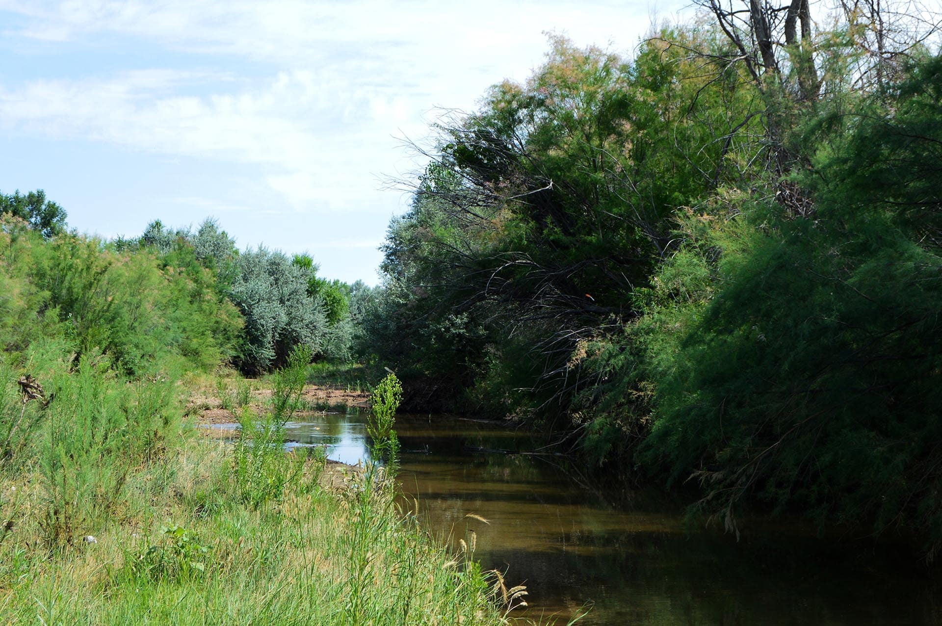 Narrow river or creek winding through dense green shrubs and trees under a bright blue sky with scattered clouds, reflecting in the water.
