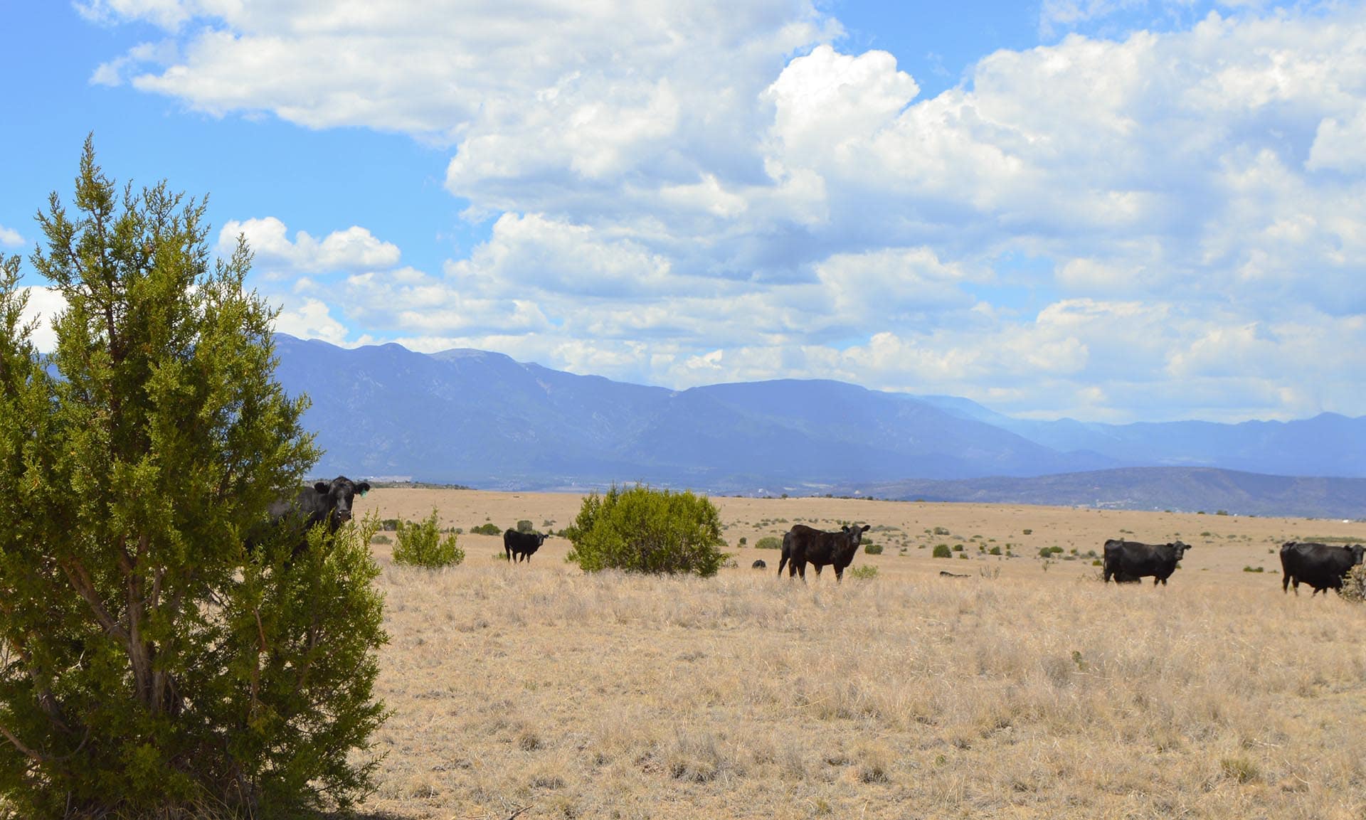 colorado ranch realtor colorado 6 s ranch