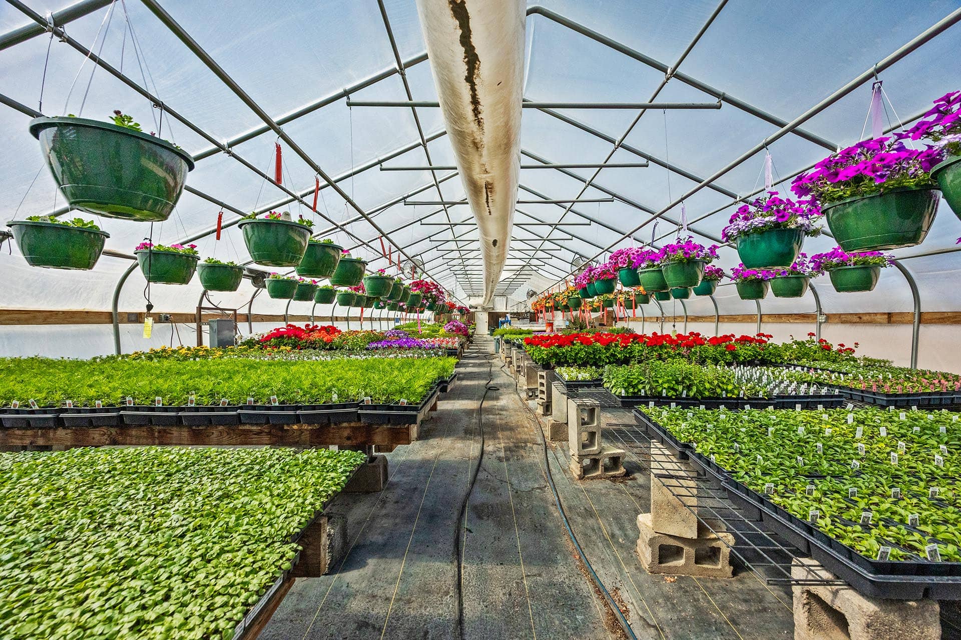 Inside a greenhouse with hanging green pots of flowering plants and rows of seedlings on benches beneath a glass roof