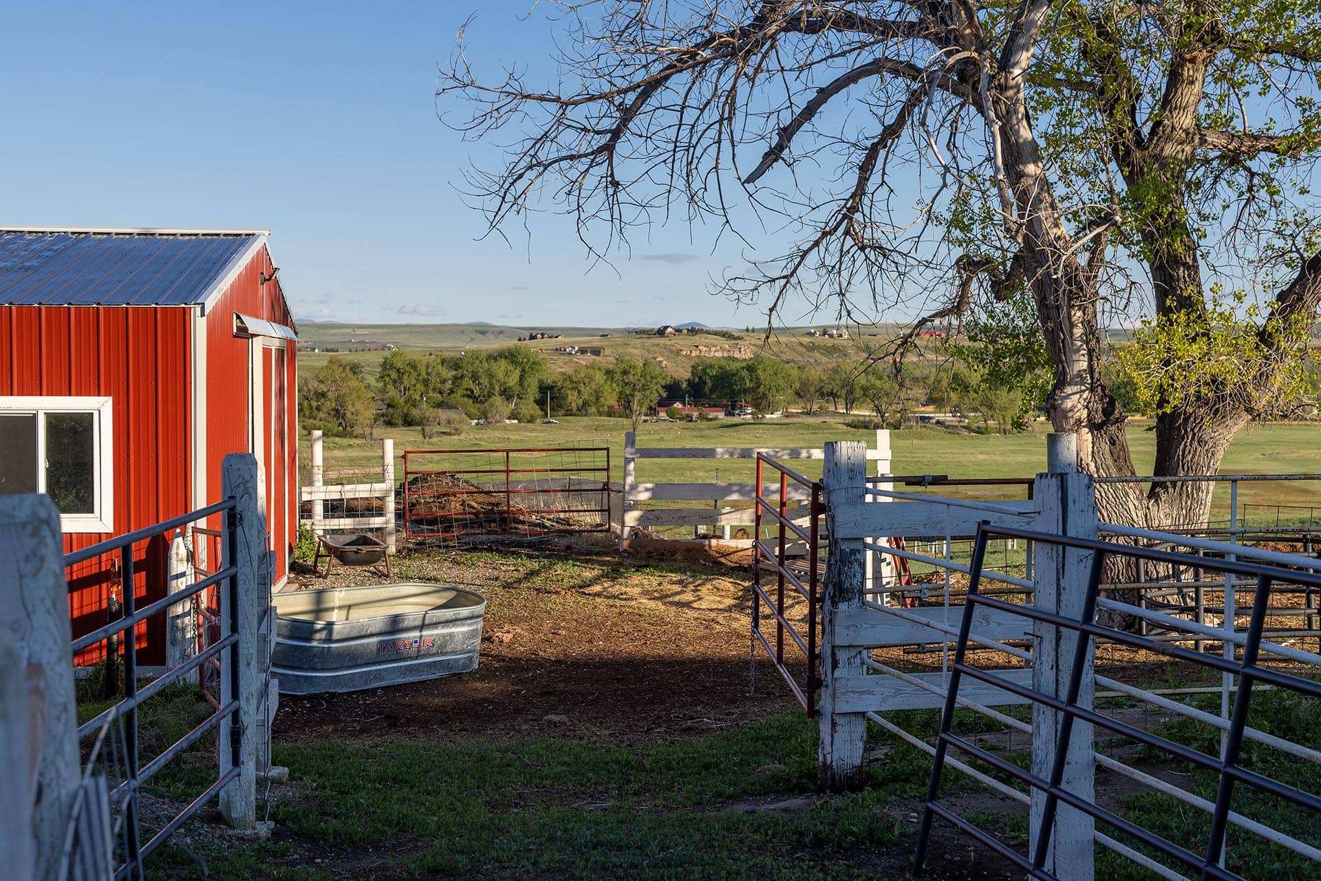 Red barn with white fencing in a rural farmyard, a large tree in the foreground and open fields beyond under a blue sky.
