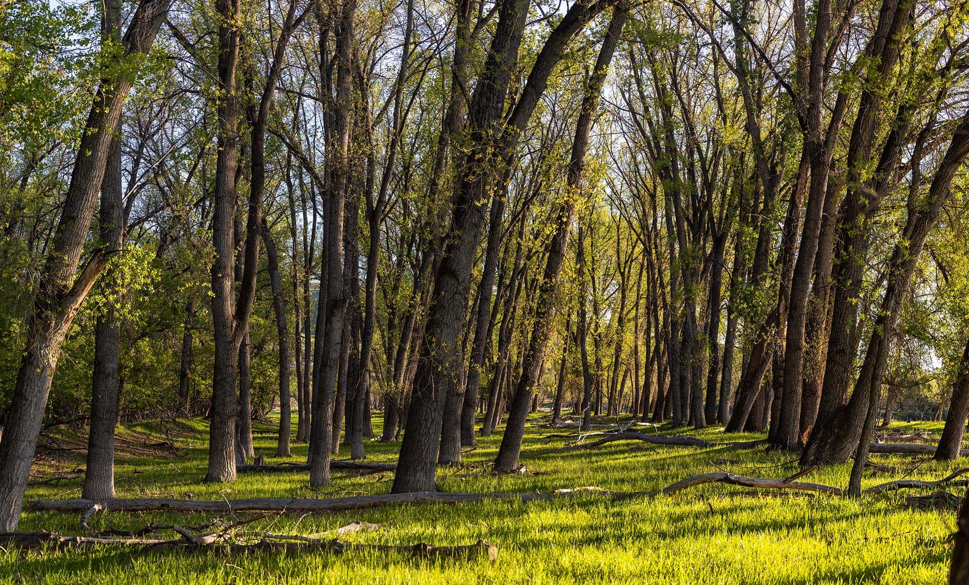 Sunlit grove of tall trees with green grass and fallen logs on the ground