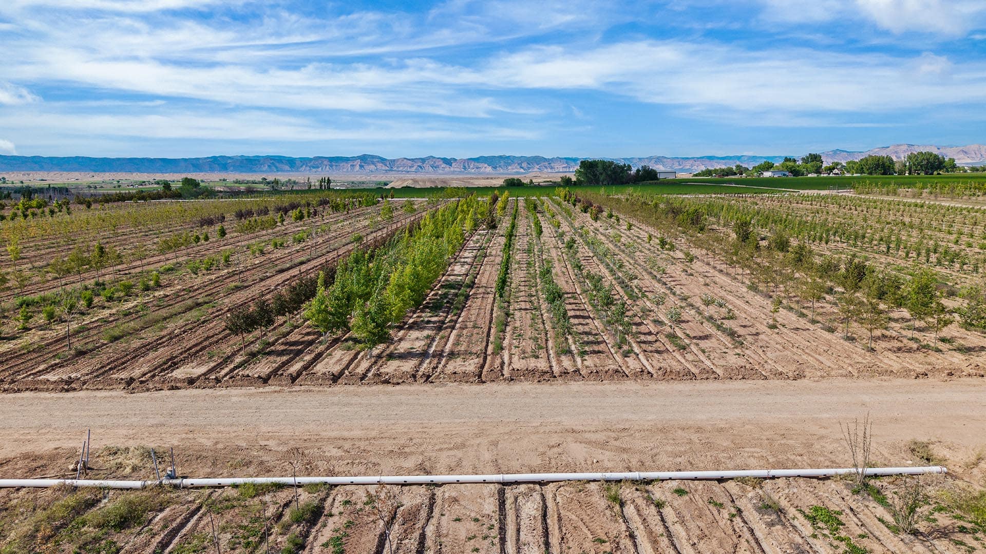 Field of young trees in neat rows with an irrigation pipe in the foreground and distant mountains under a blue sky.