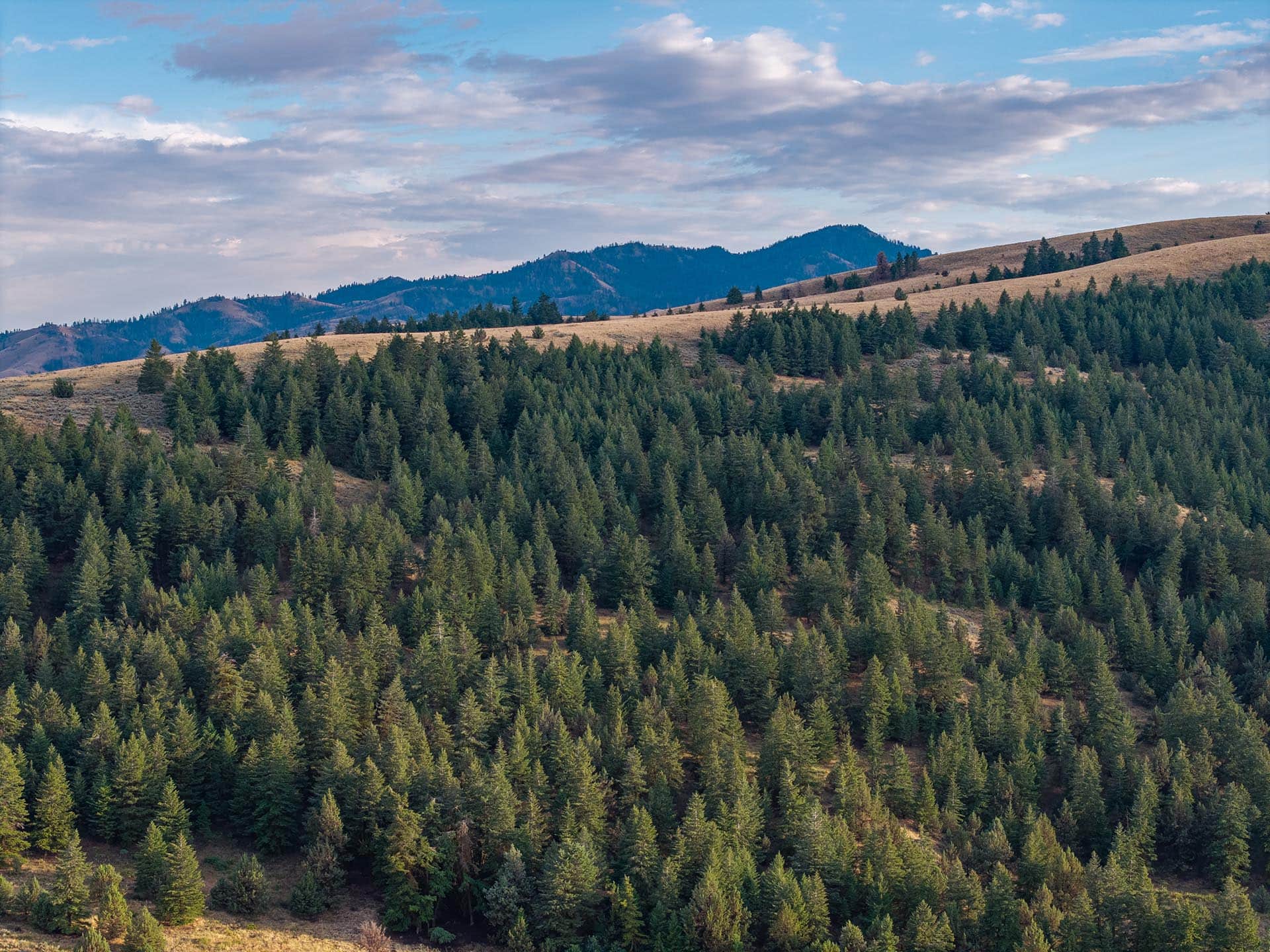 dense forest hillside hunting sporting property for sale oregon powell creek ranch
