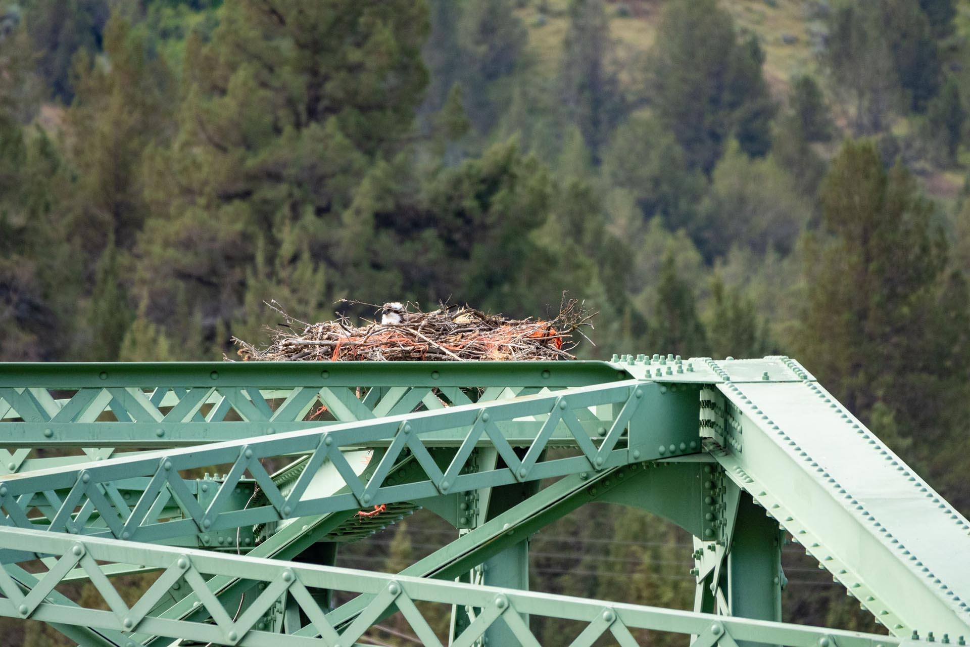 Bird's nest perched on a green metal bridge beam with a forested hillside in the background
