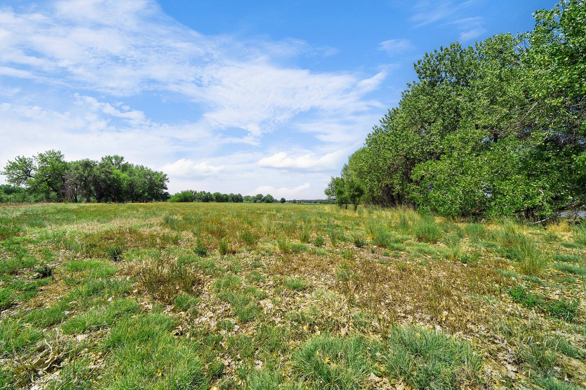 Open field with tall grasses and a row of green trees along the right under a blue sky with scattered clouds.