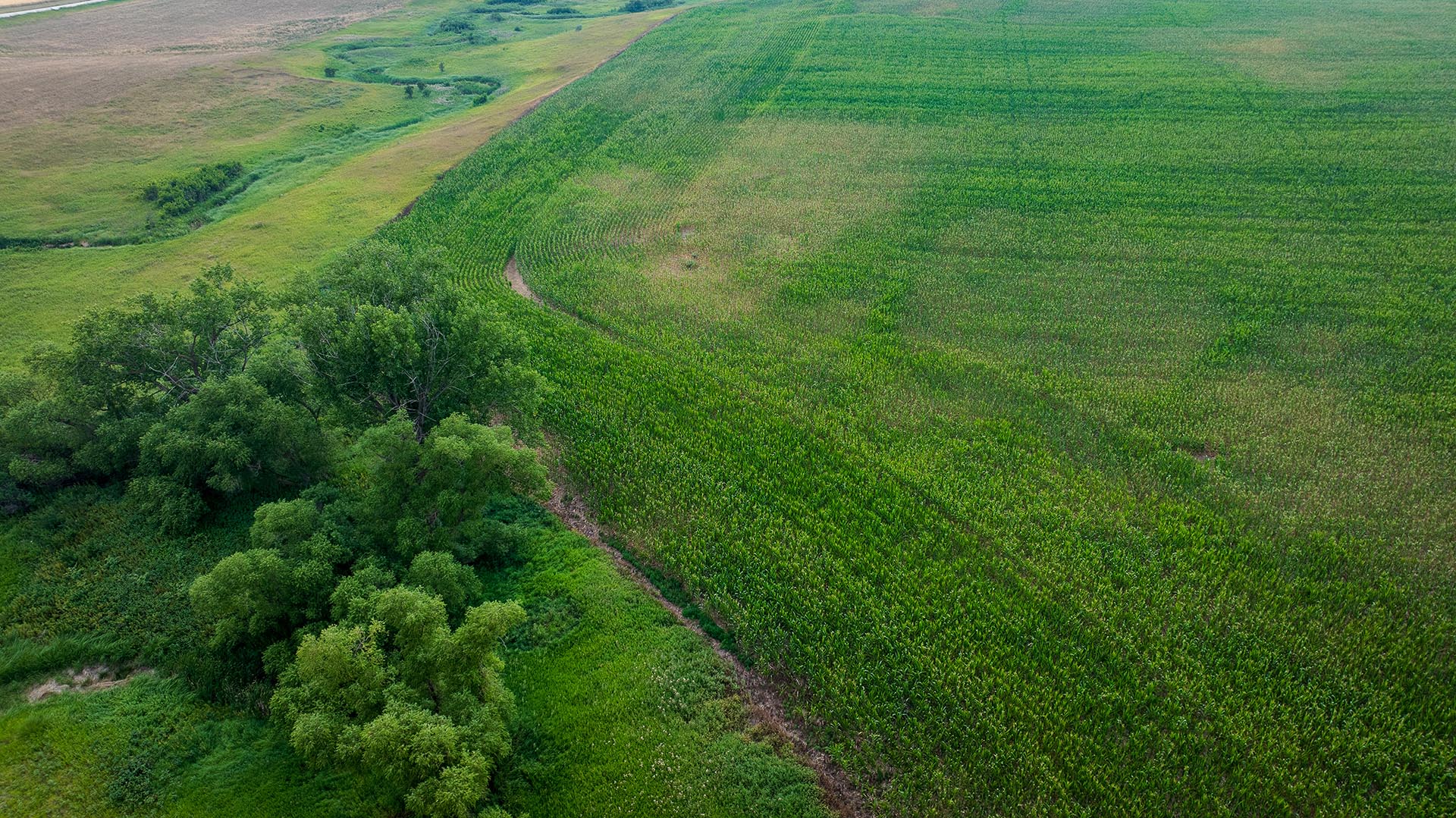 Aerial view of a lush green farmland with dense trees on the left and a wide cornfield on the right, divided by a dirt path.