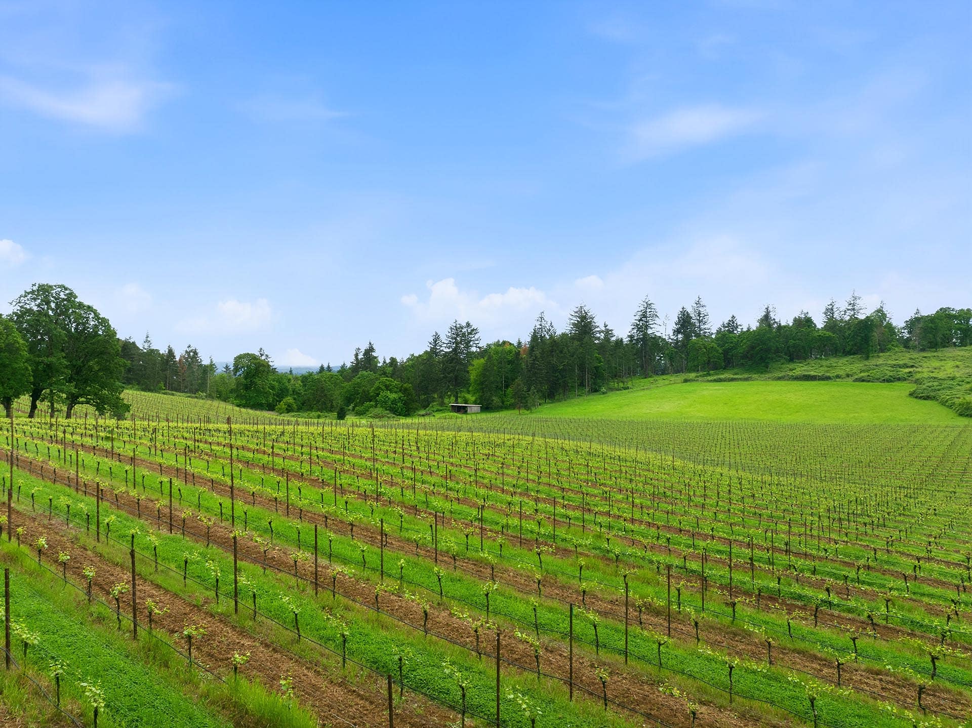 Vineyard rows on a sunlit hill with trellised grapevines, a small shed in the distance, and a clear blue sky above.