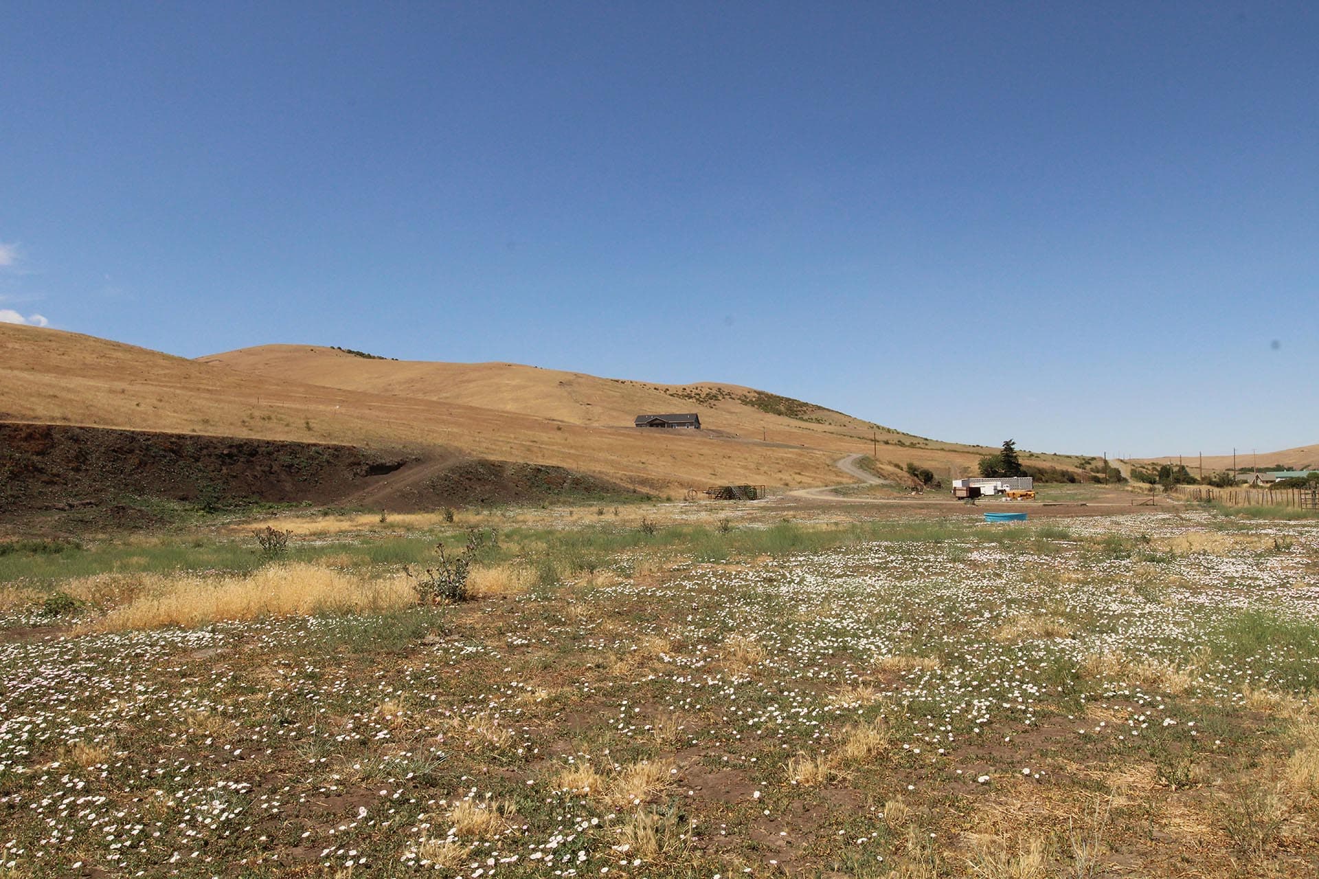 Wide rural landscape with golden hills, a small house, dirt road, and white wildflowers under a blue sky.