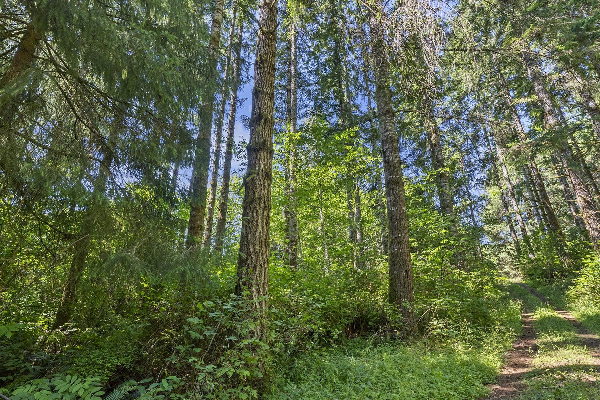 forest acreage near the willapa river washington tall timber on willapa ridge