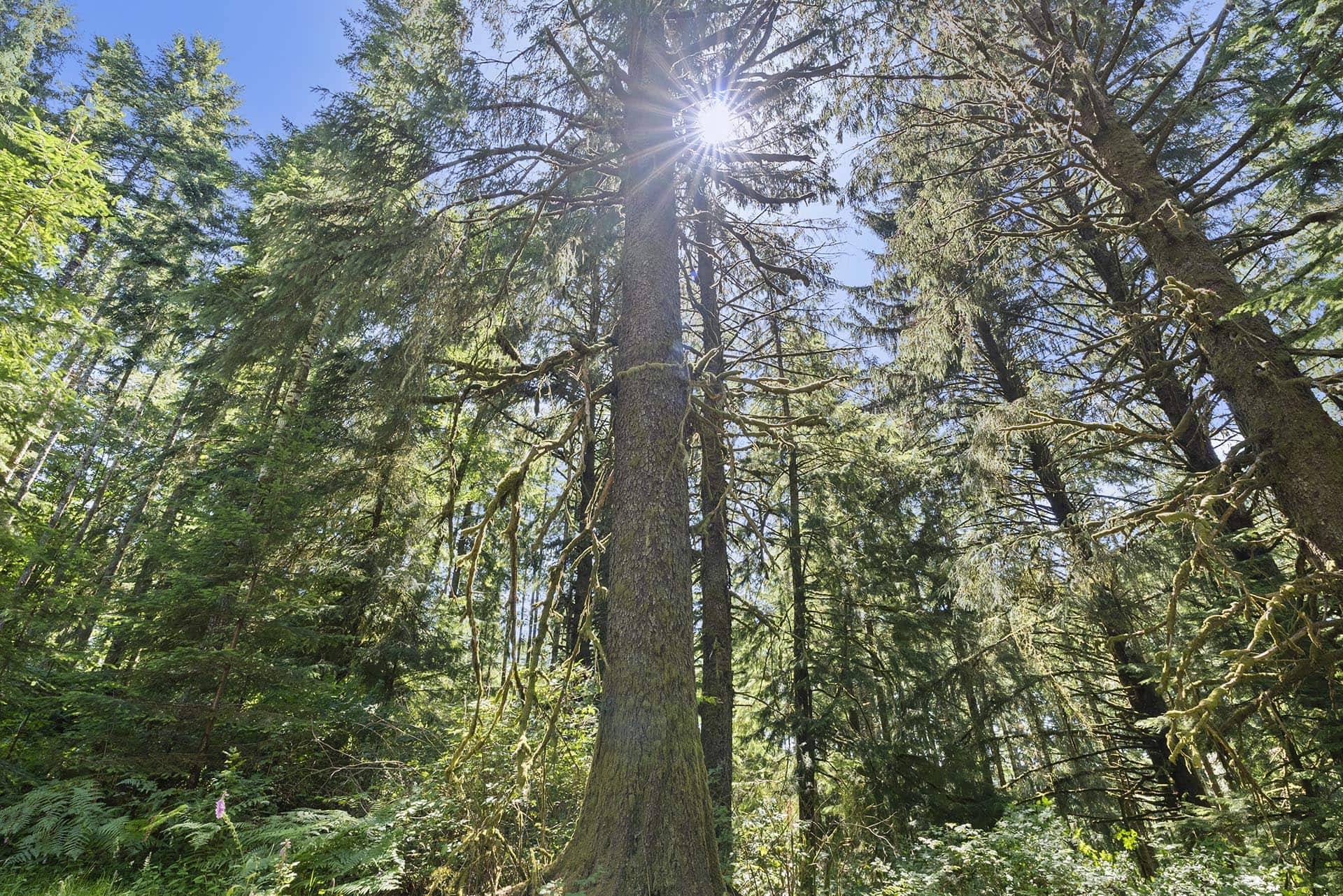Sunlit evergreen forest viewed from ground level with tall trunks and sun rays breaking through the canopy into a blue sky.
