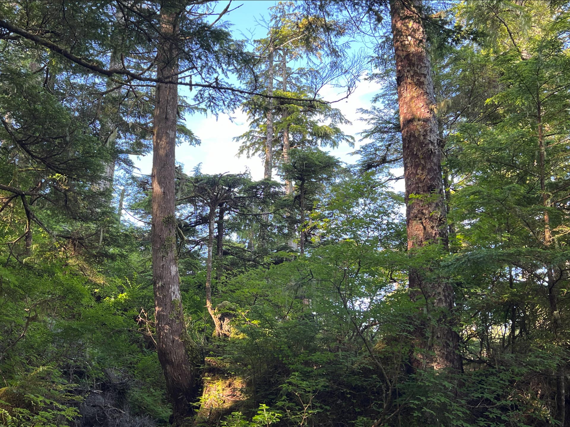 Dense forest scene with tall trees and lush green undergrowth, sunlight filtering through the branches.