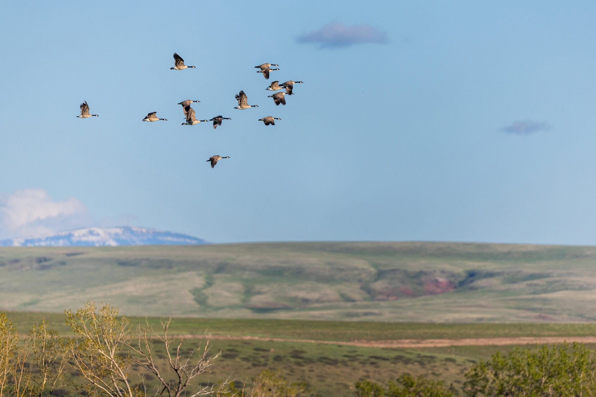 Group of Canada geese flying in a loose V-formation over a grassy plains landscape with distant hills and a blue sky.
