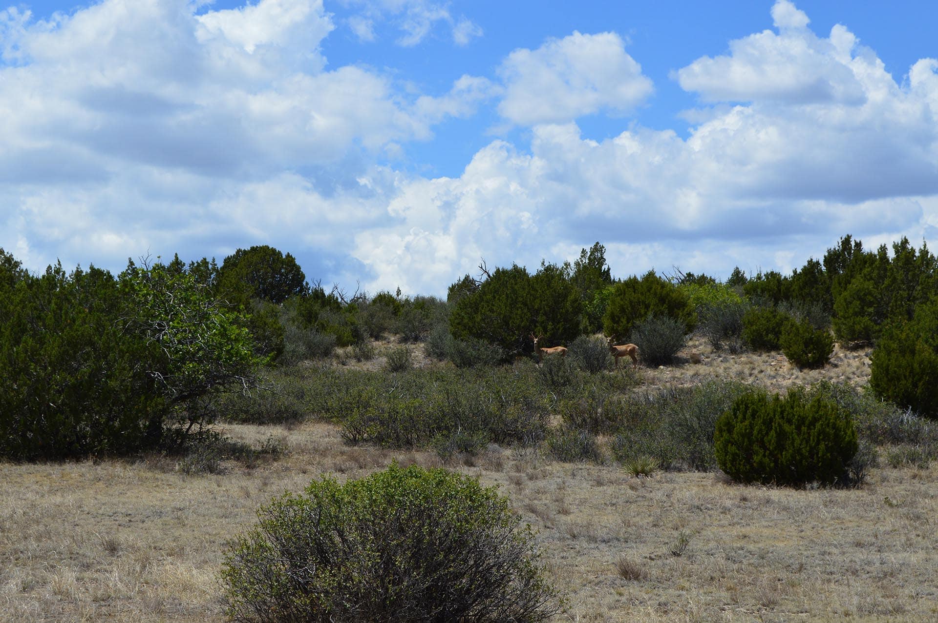 gmu 85 ranch for sale co colorado 6 s ranch