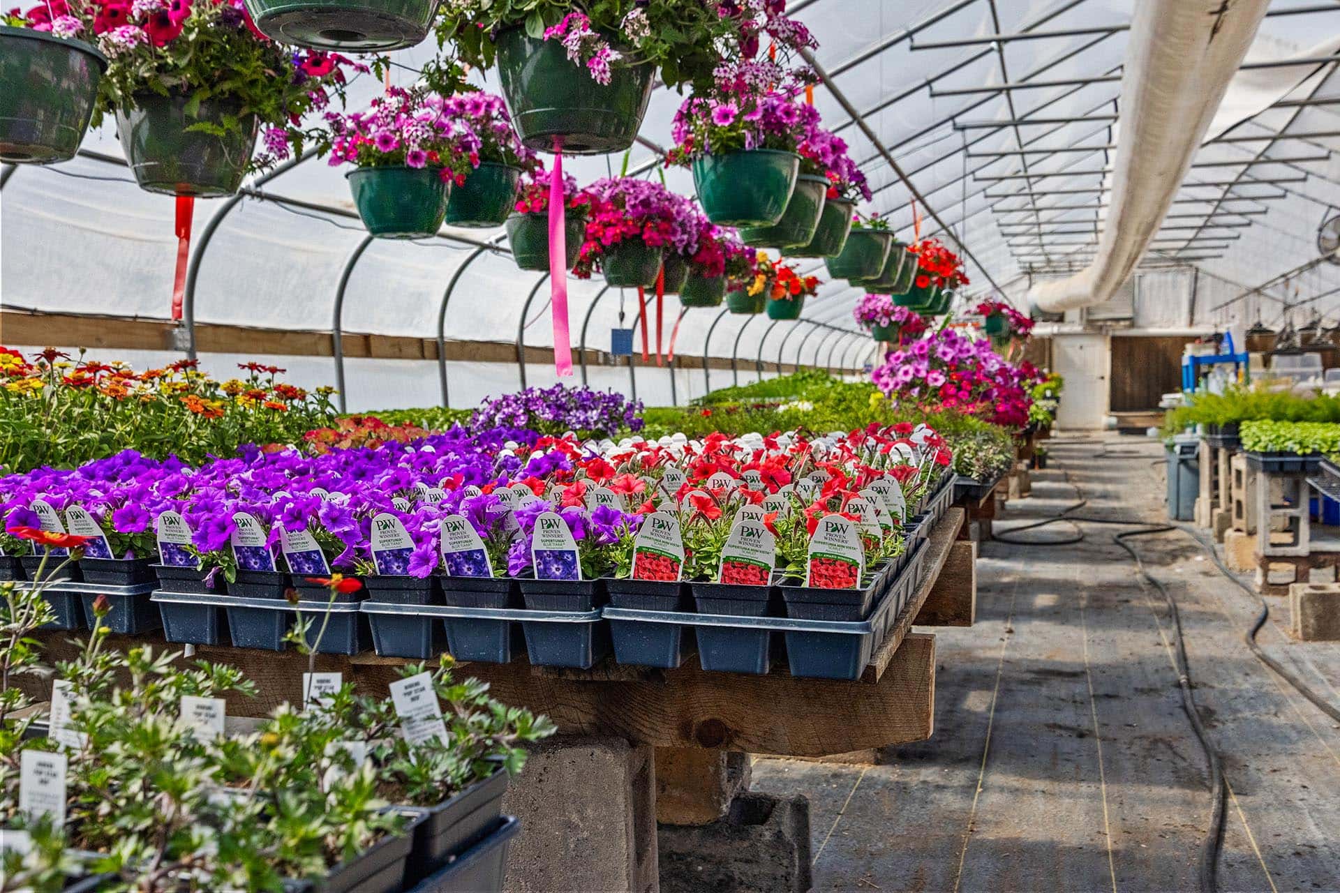 Inside a greenhouse, hanging baskets with pink flowers above rows of potted bedding plants on tables
