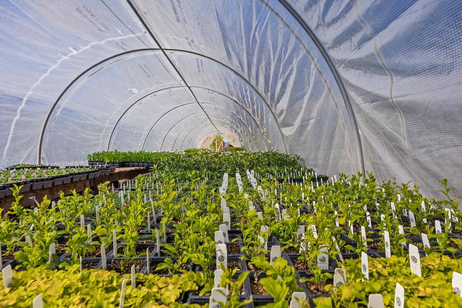 Inside a plastic-covered greenhouse, curved arches form a tunnel over rows of young plants in seedling trays.